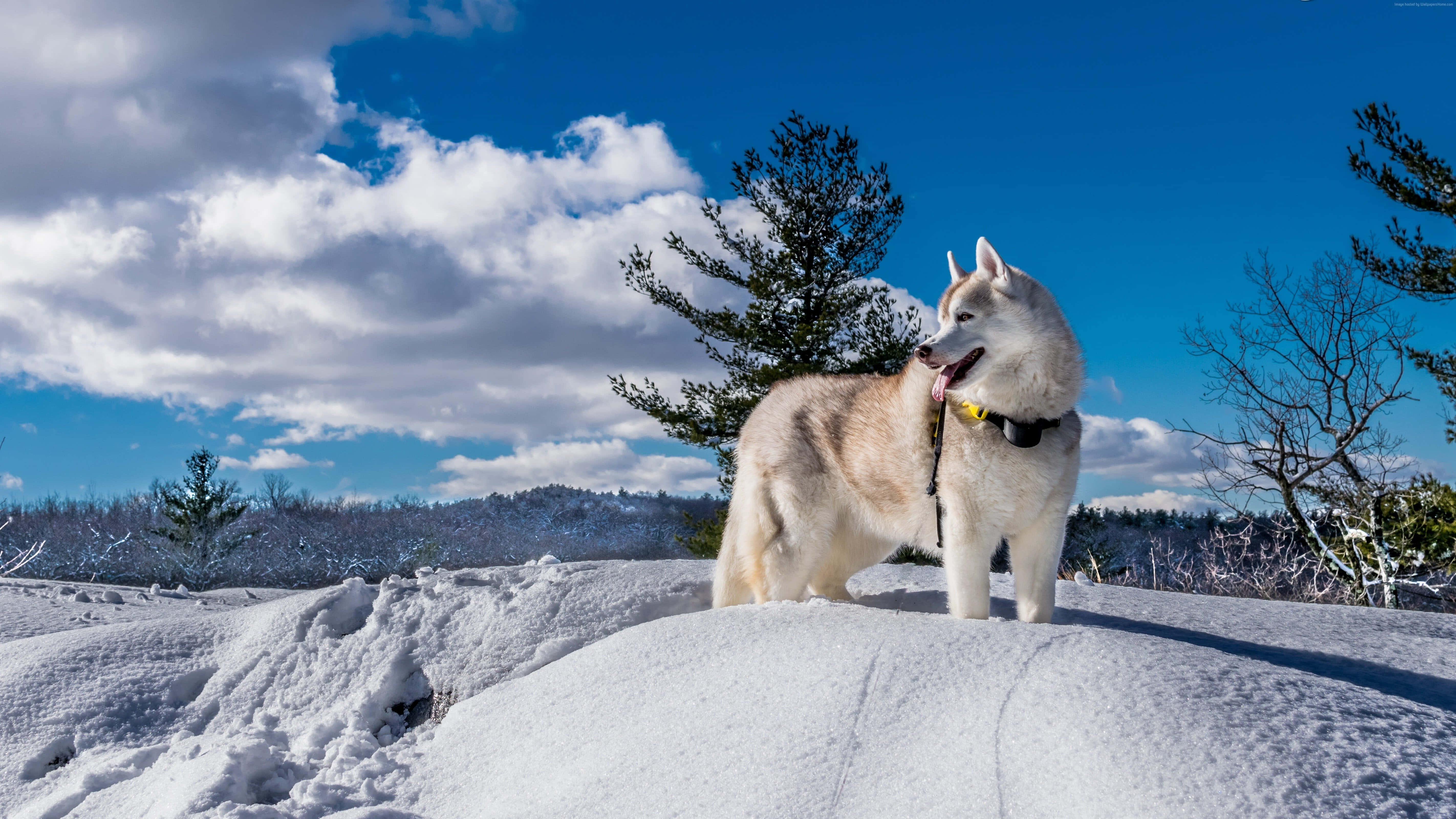 husky, snowy mound, bright blue sky, 5K Desktop Wallpaper