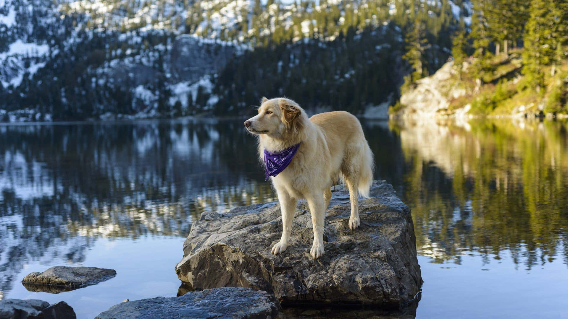 Winter Dog, golden dog, purple bandana, Full HD Desktop Wallpaper