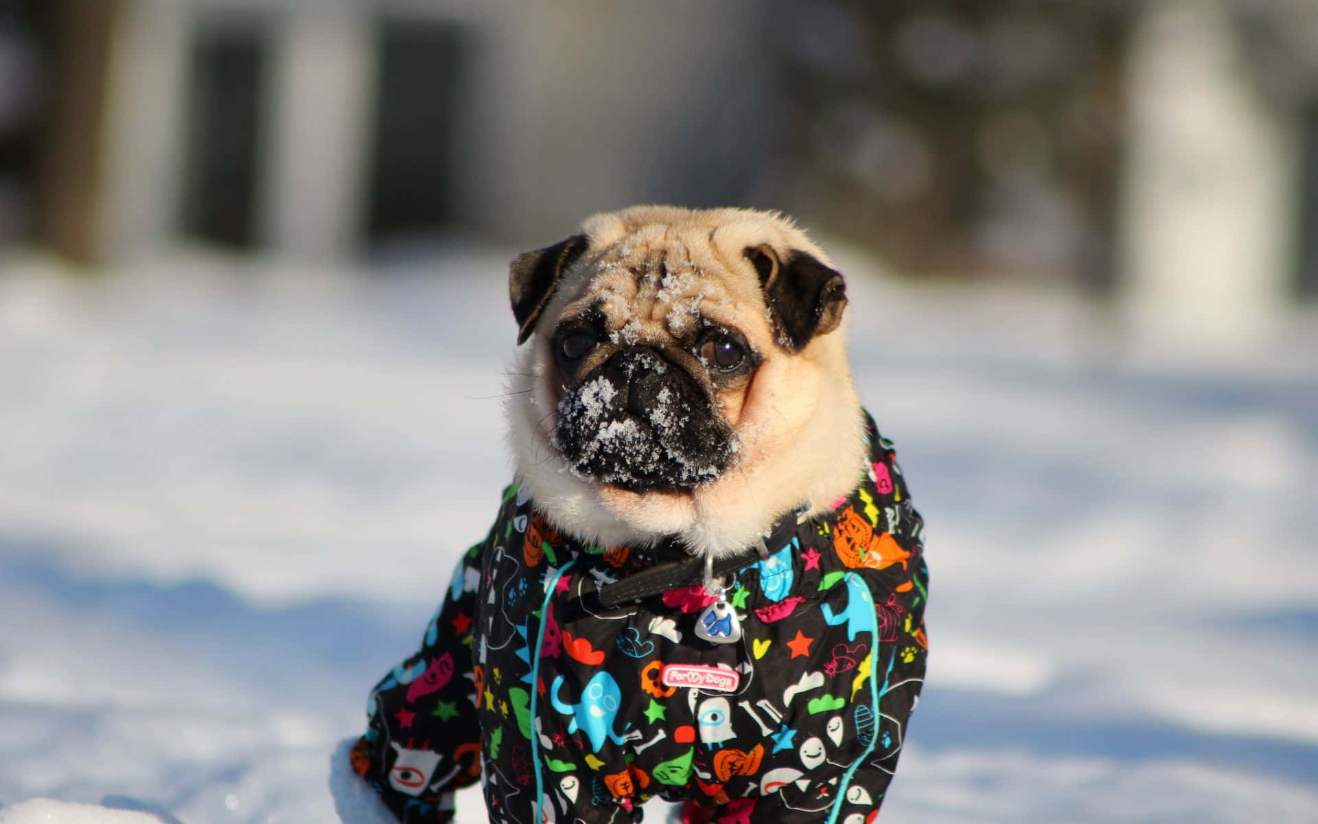 winter dog, pug, colorful patterned coat, Full HD Desktop Wallpaper