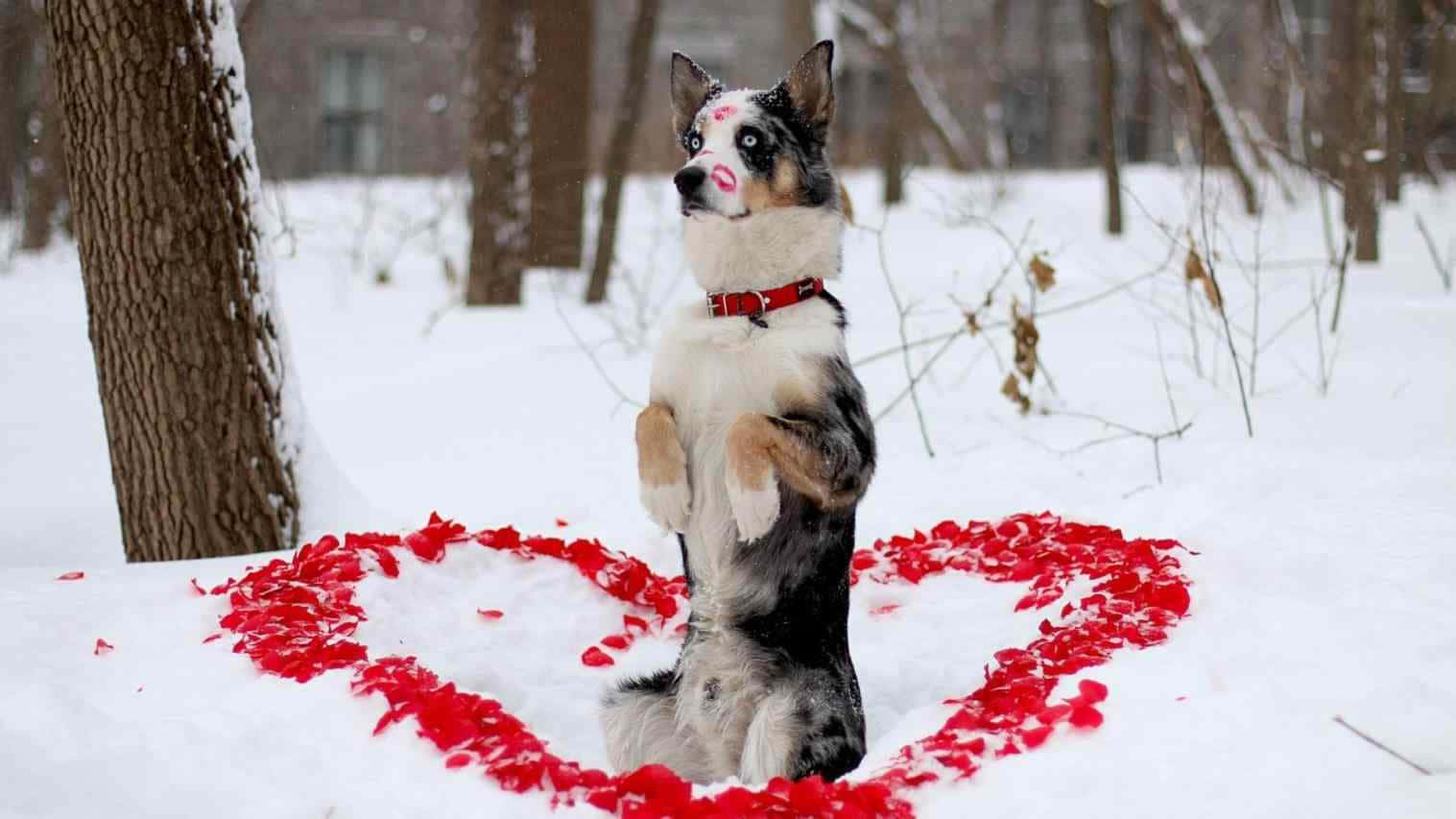 Winter Dog, snow, red lipstick, HD Desktop Wallpaper