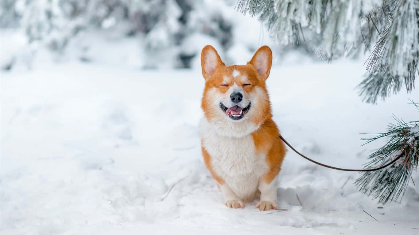 Winter Corgi Dog, orange and white corgi, deep snow, HD Desktop Wallpaper