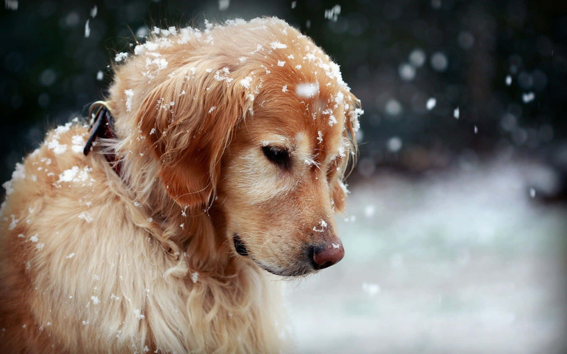 golden retriever, snowflakes, snow, Full HD Desktop Wallpaper
