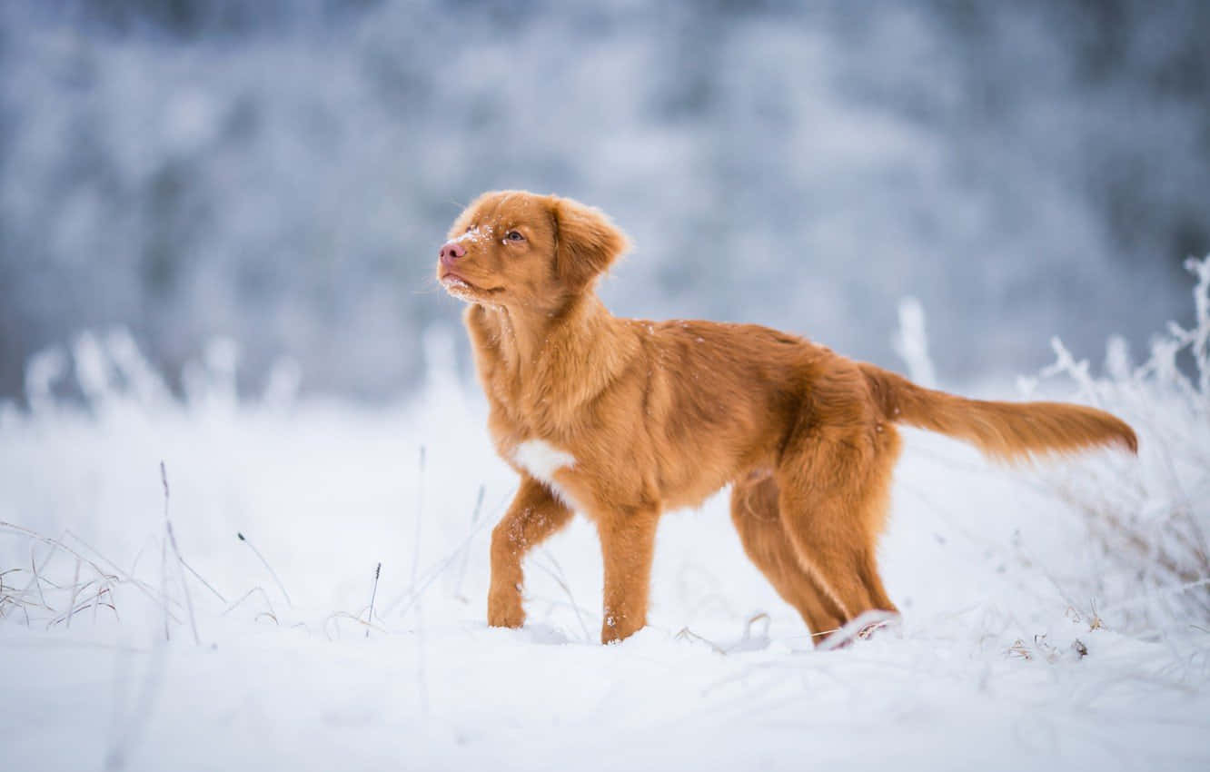 Winter Dog, fluffy, reddish-brown, HD Desktop Wallpaper