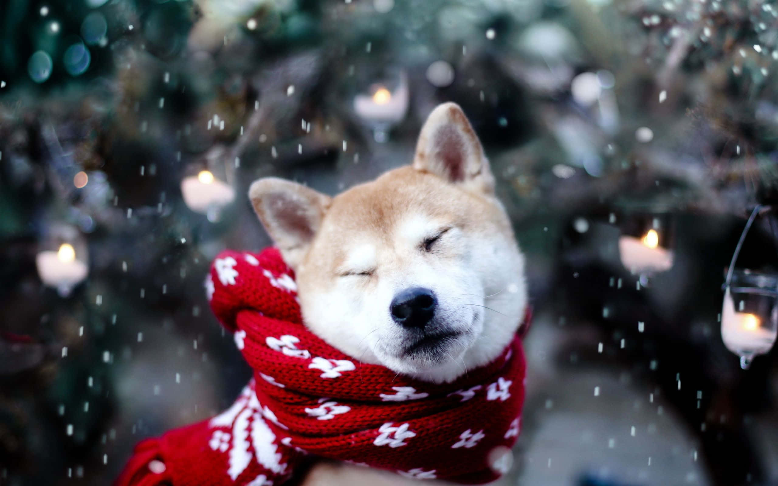 shiba inu, red scarf, snow, 2K Desktop Wallpaper