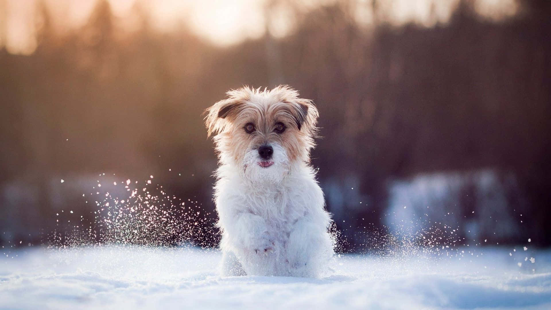 winter dog, fluffy white dog, snow, Full HD Desktop Wallpaper