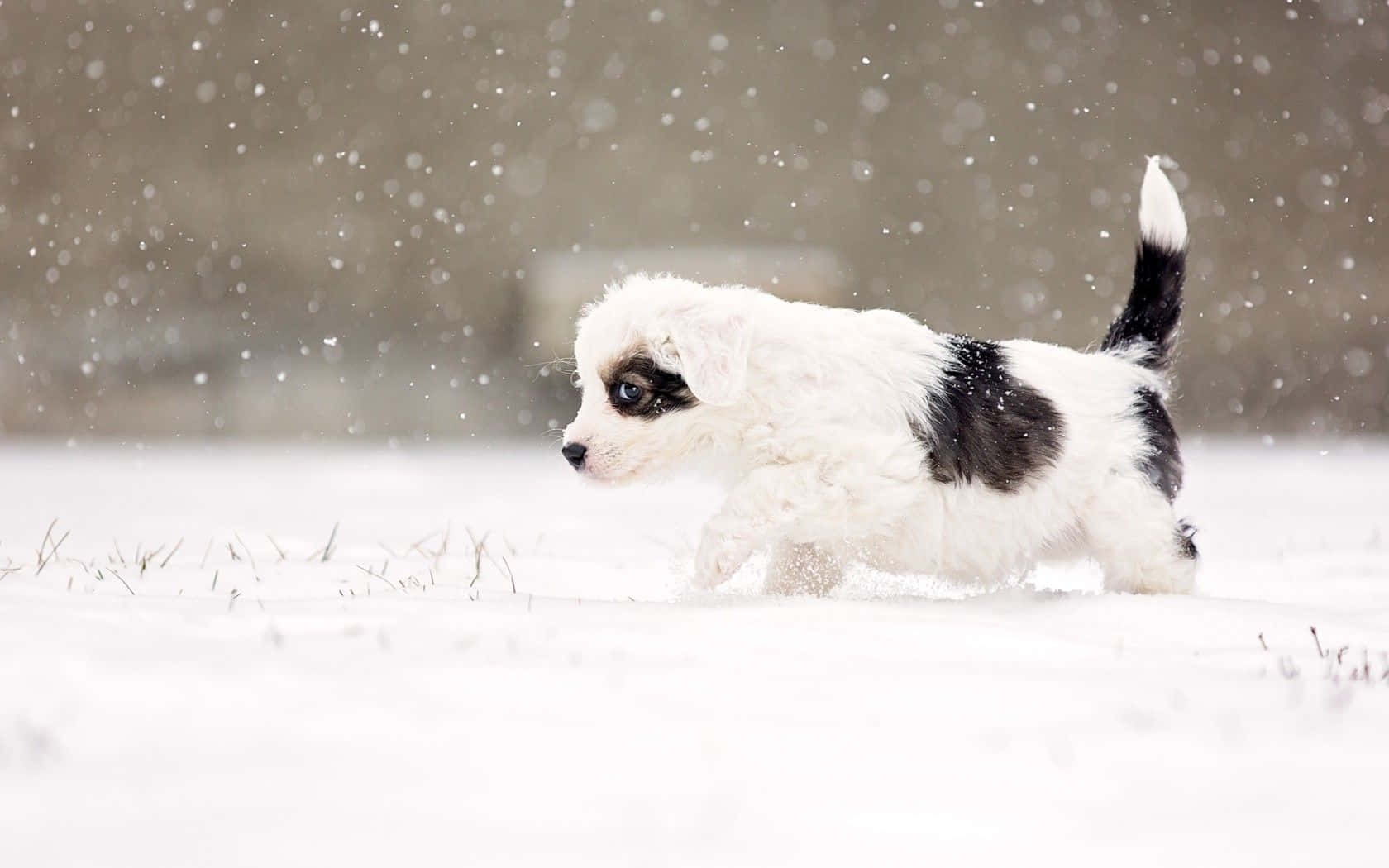 Winter Chunky Dog, fluffy black and white puppy, falling snow, HD Desktop Wallpaper