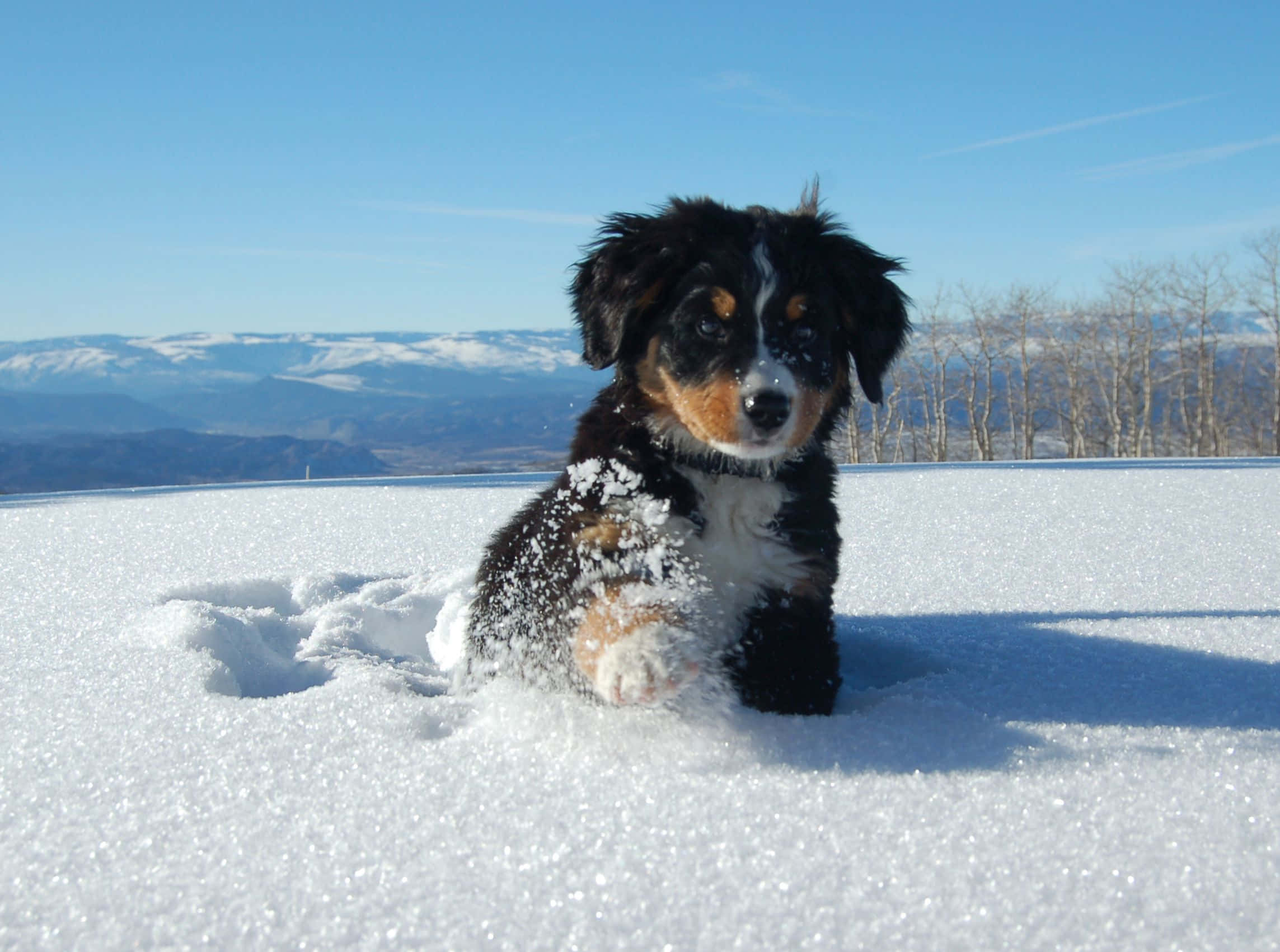 Winter Dog, fluffy black brown and white puppy, fresh snow, Full HD Desktop Wallpaper