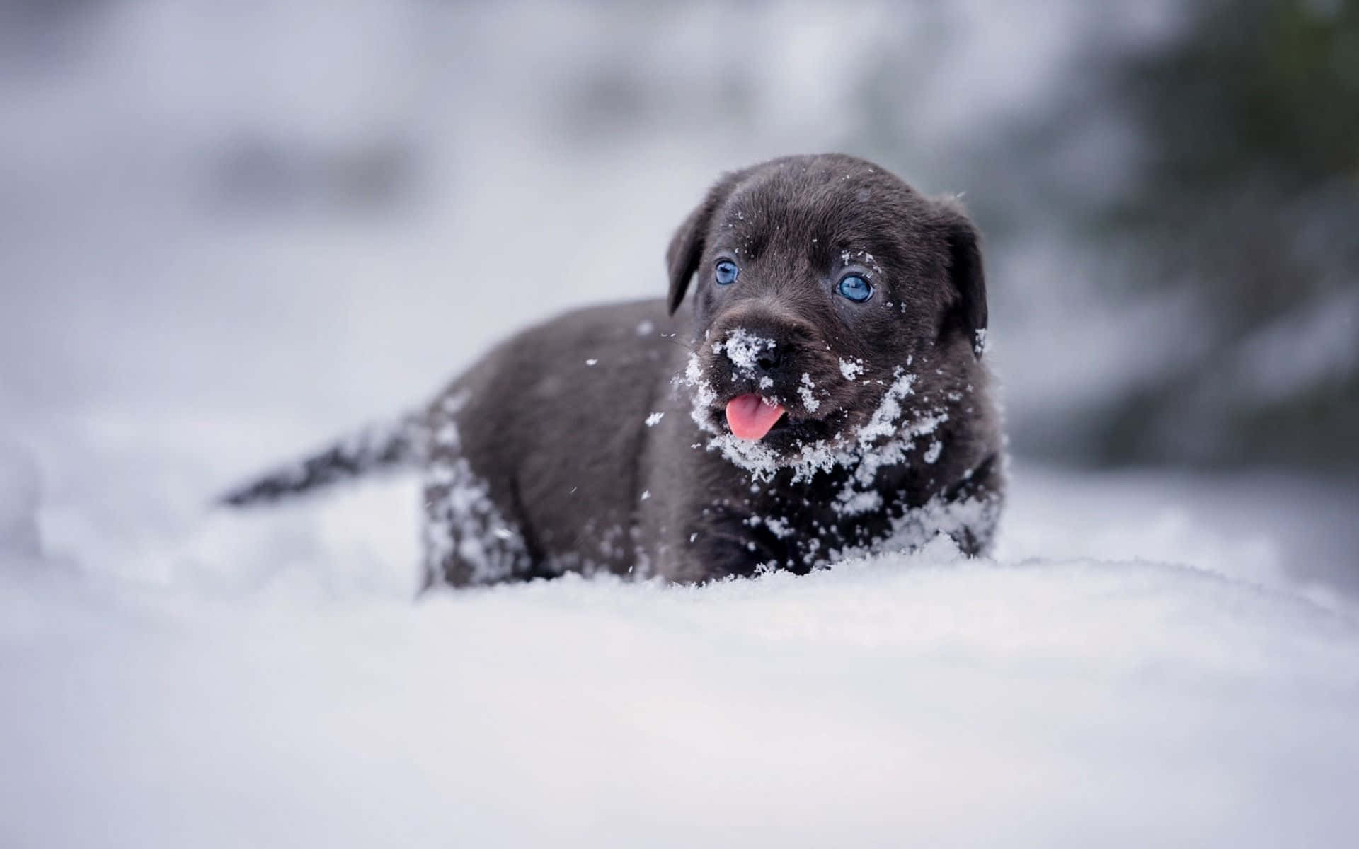 chocolate puppy, bright blue eyes, fresh snow, Full HD Desktop Wallpaper
