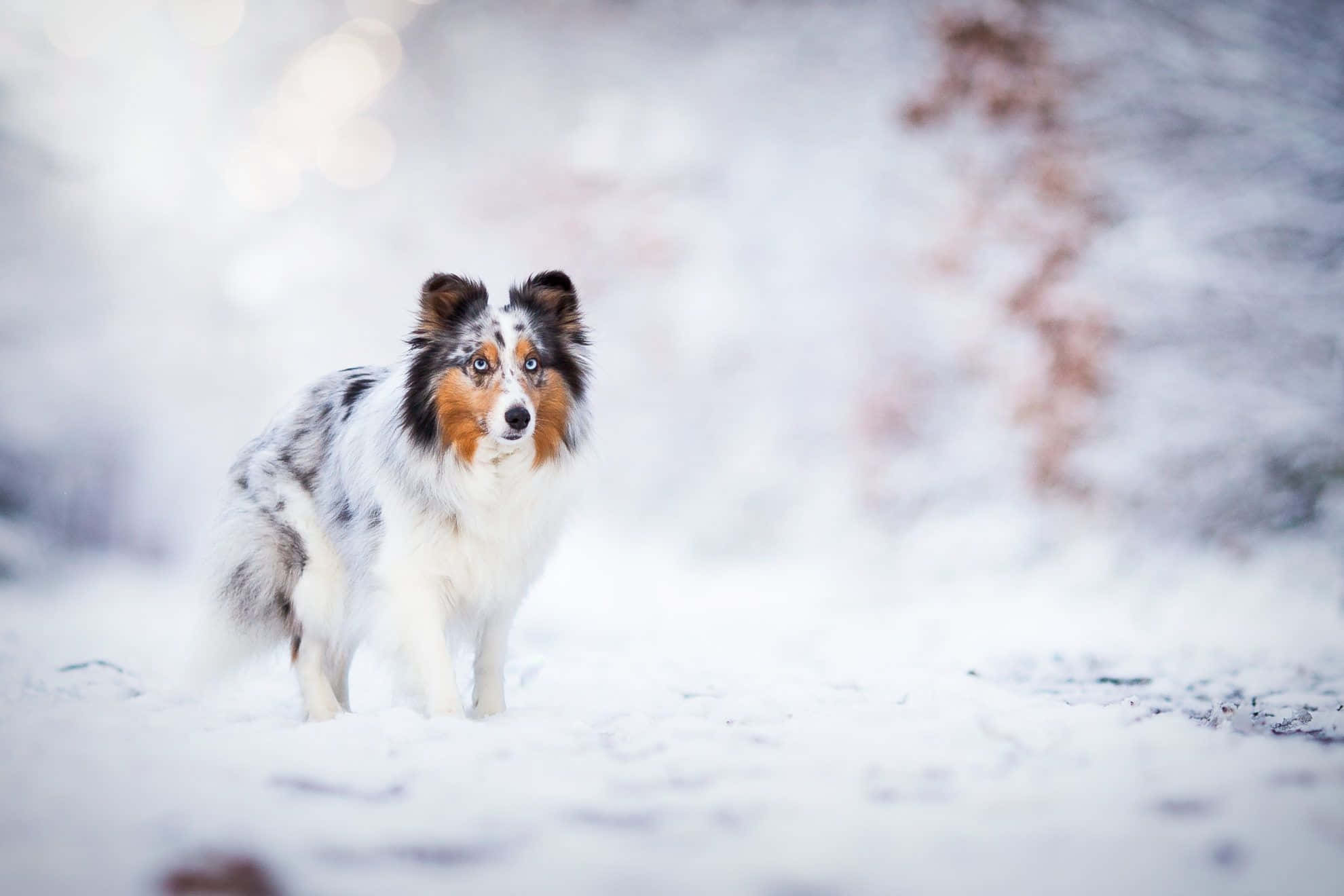fluffy blue merle Shetland sheepdog, snowy winter landscape, soft bokeh background, Full HD Desktop Wallpaper