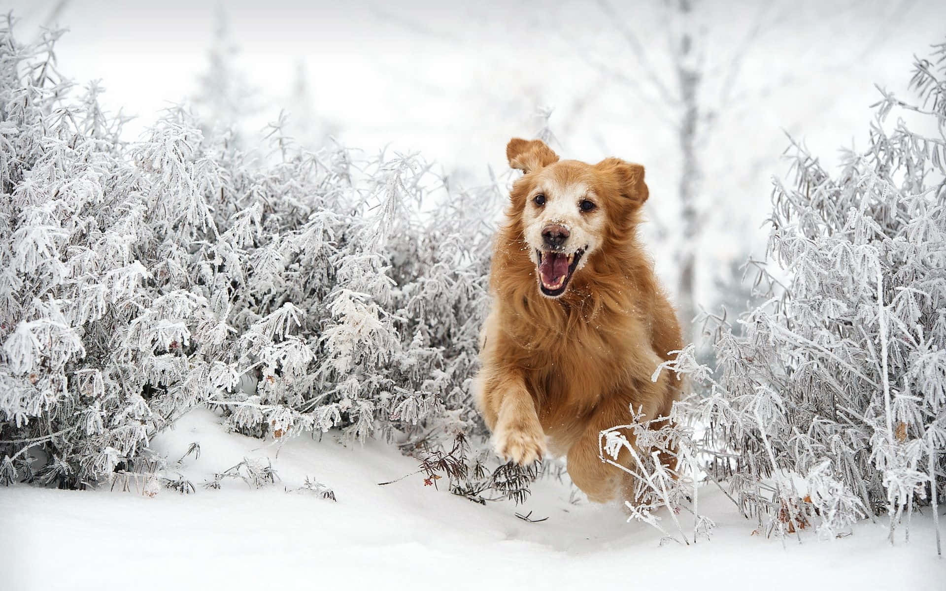 Winter Dog, golden retriever, snowy forest, Full HD Desktop Wallpaper