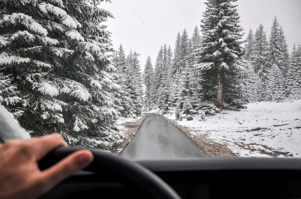 snowy forest road, snow-covered pine trees, overcast sky, SD Desktop Wallpaper