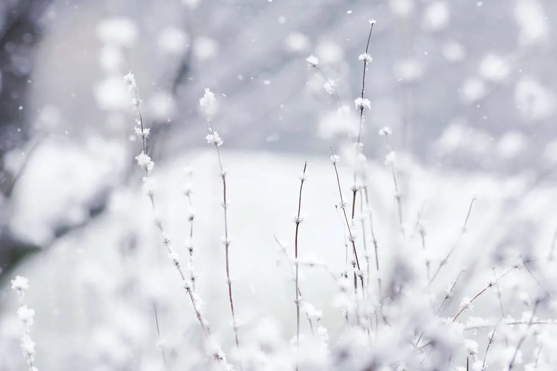 Winter Flowers