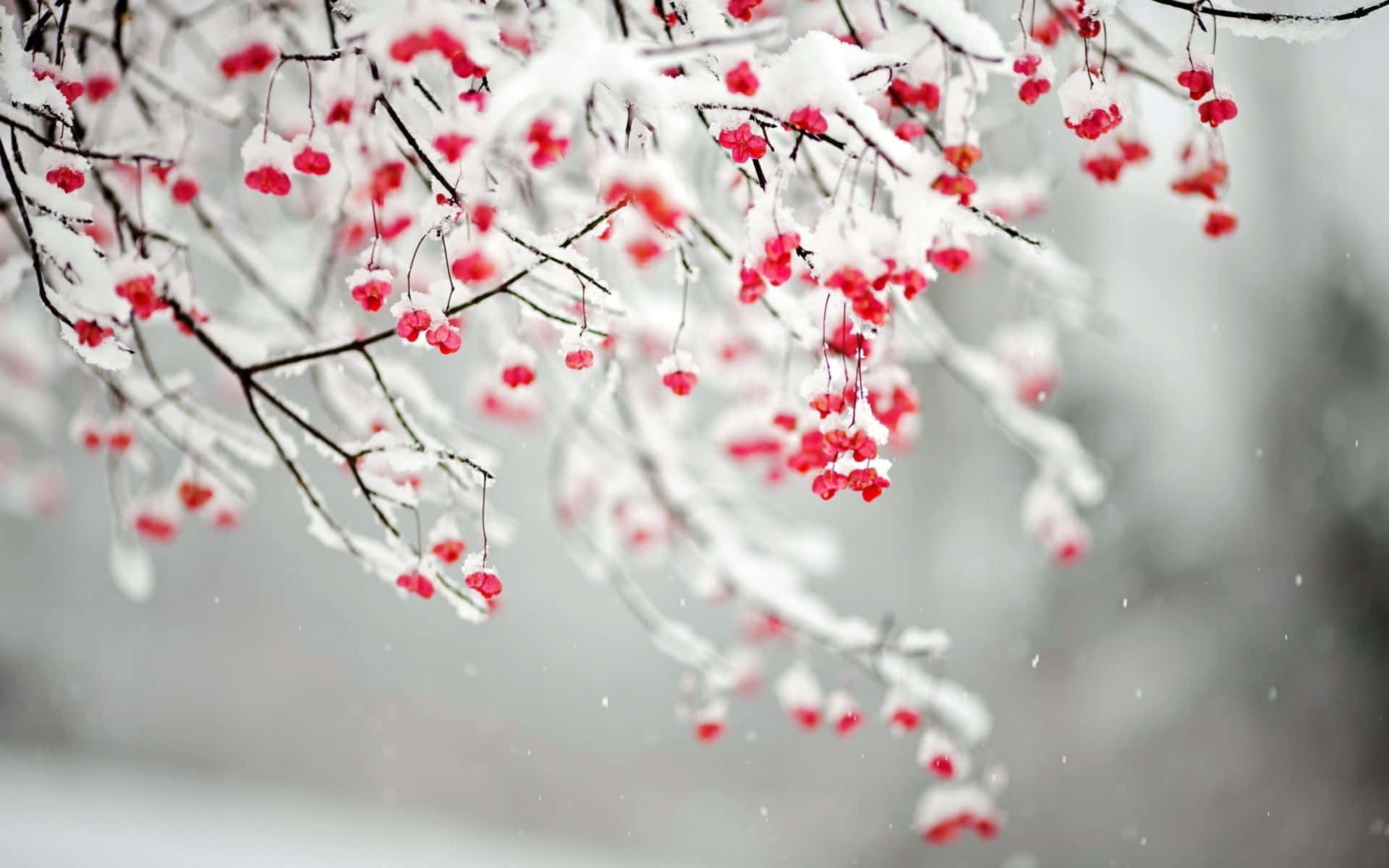 Winter Flowers, vibrant red berries, dark branches, Full HD Desktop Wallpaper