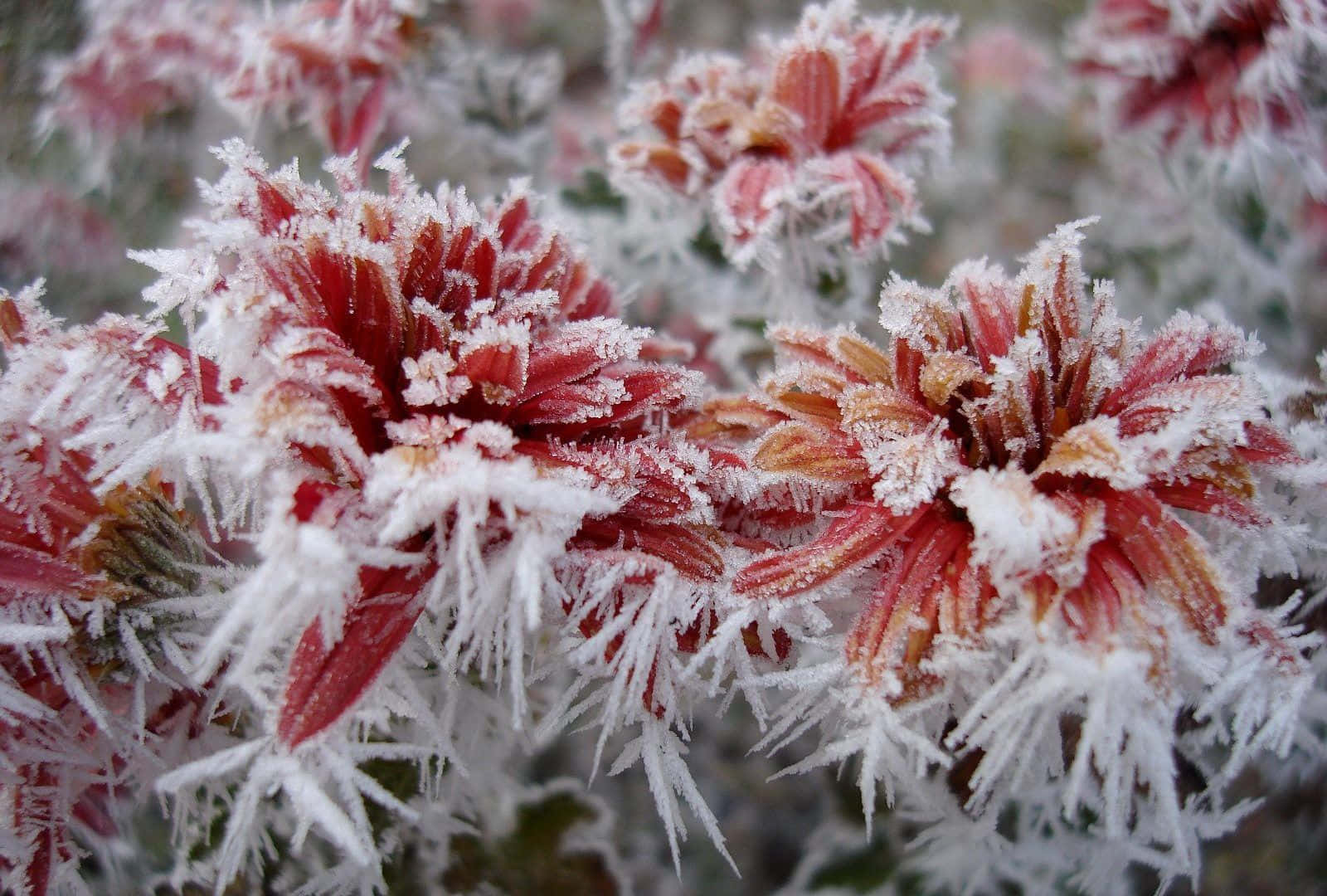Winter Flowers, frost-covered red flowers, delicate ice crystals, HD Desktop Wallpaper