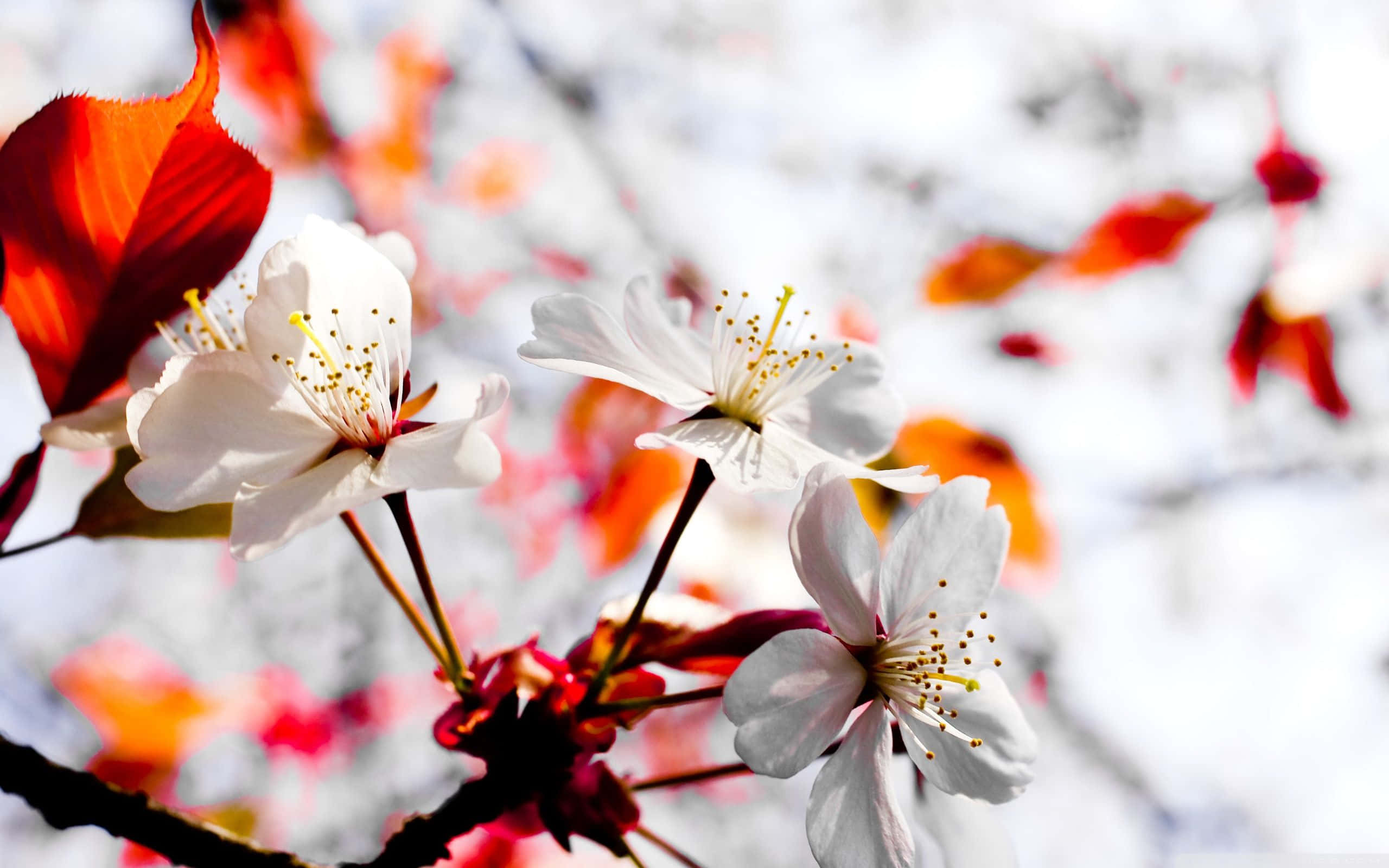 Winter Flowers, white cherry blossoms, yellow stamens, 2K Desktop Wallpaper