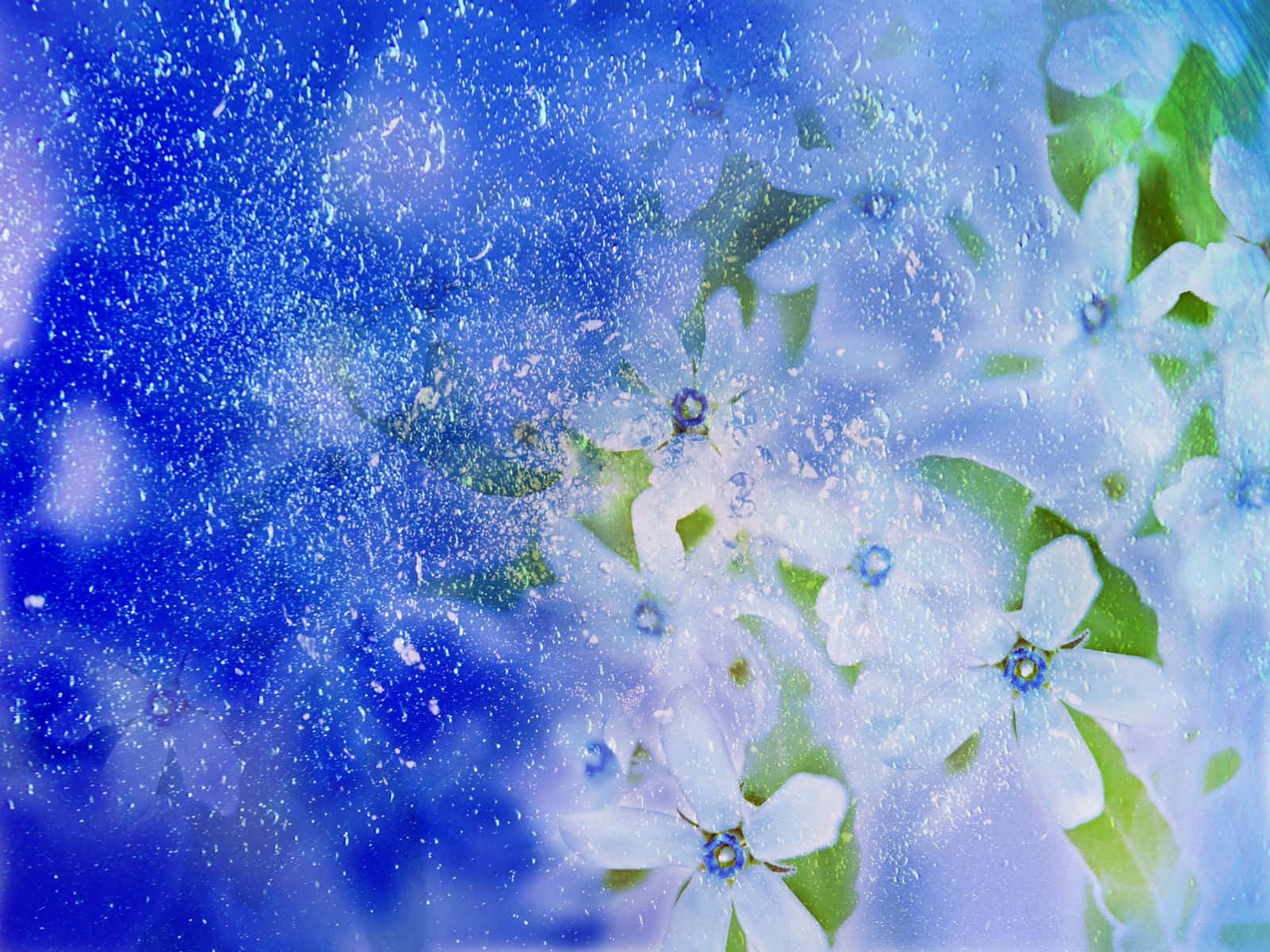 Winter Flowers, white flowers, blue centers, HD Desktop Wallpaper