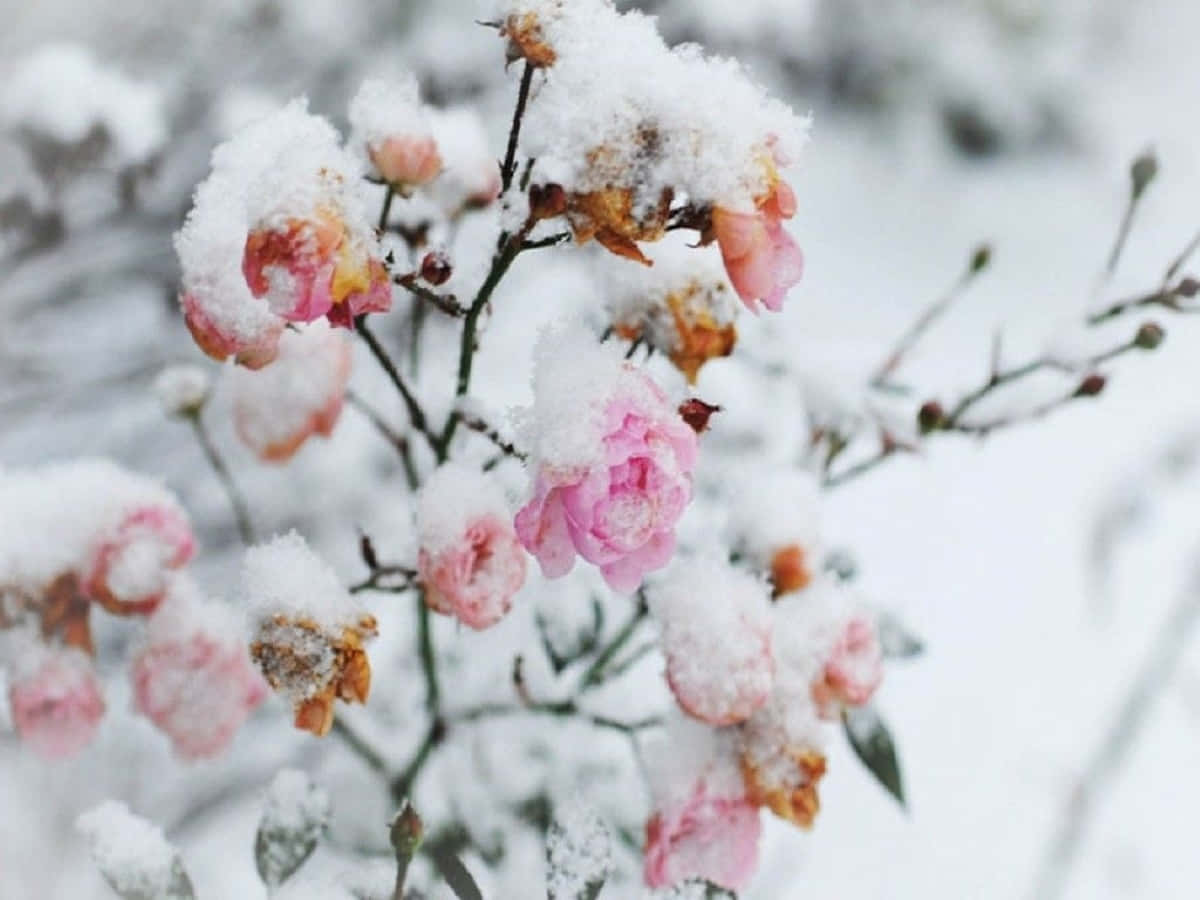 Winter Flowers, pink roses, fresh snow, SD Desktop Wallpaper