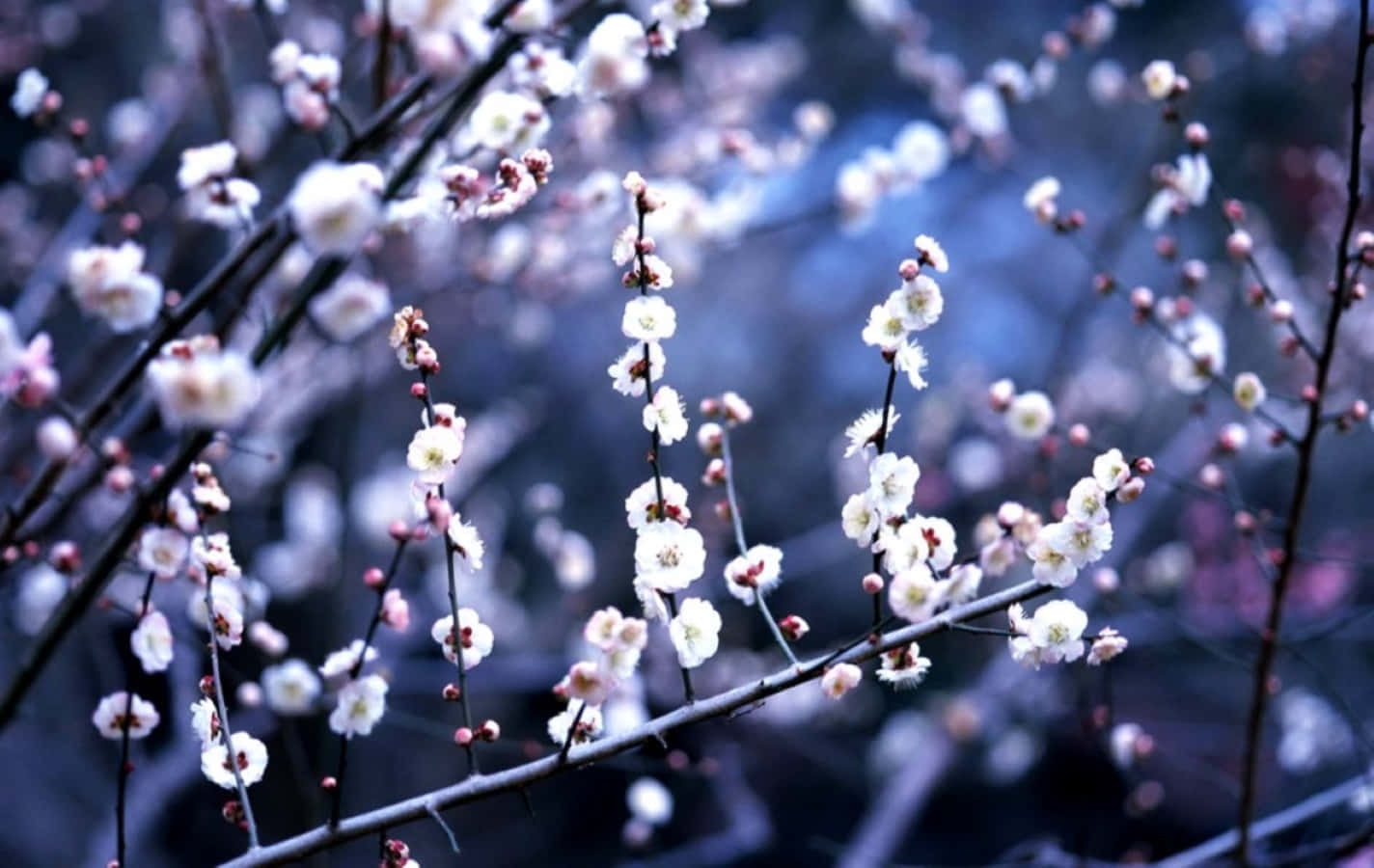 Winter Flowers, white cherry blossoms, slender branches, HD Desktop Wallpaper