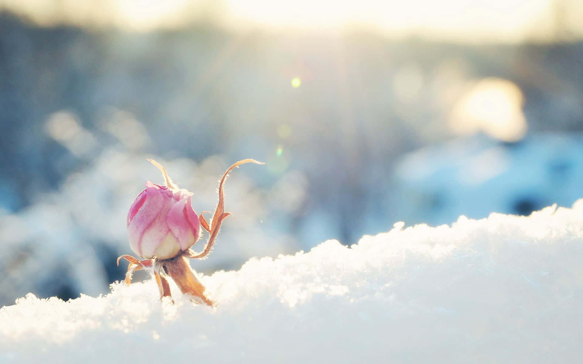 Winter Flowers, pink rosebud, snowy ground, Full HD Desktop Wallpaper