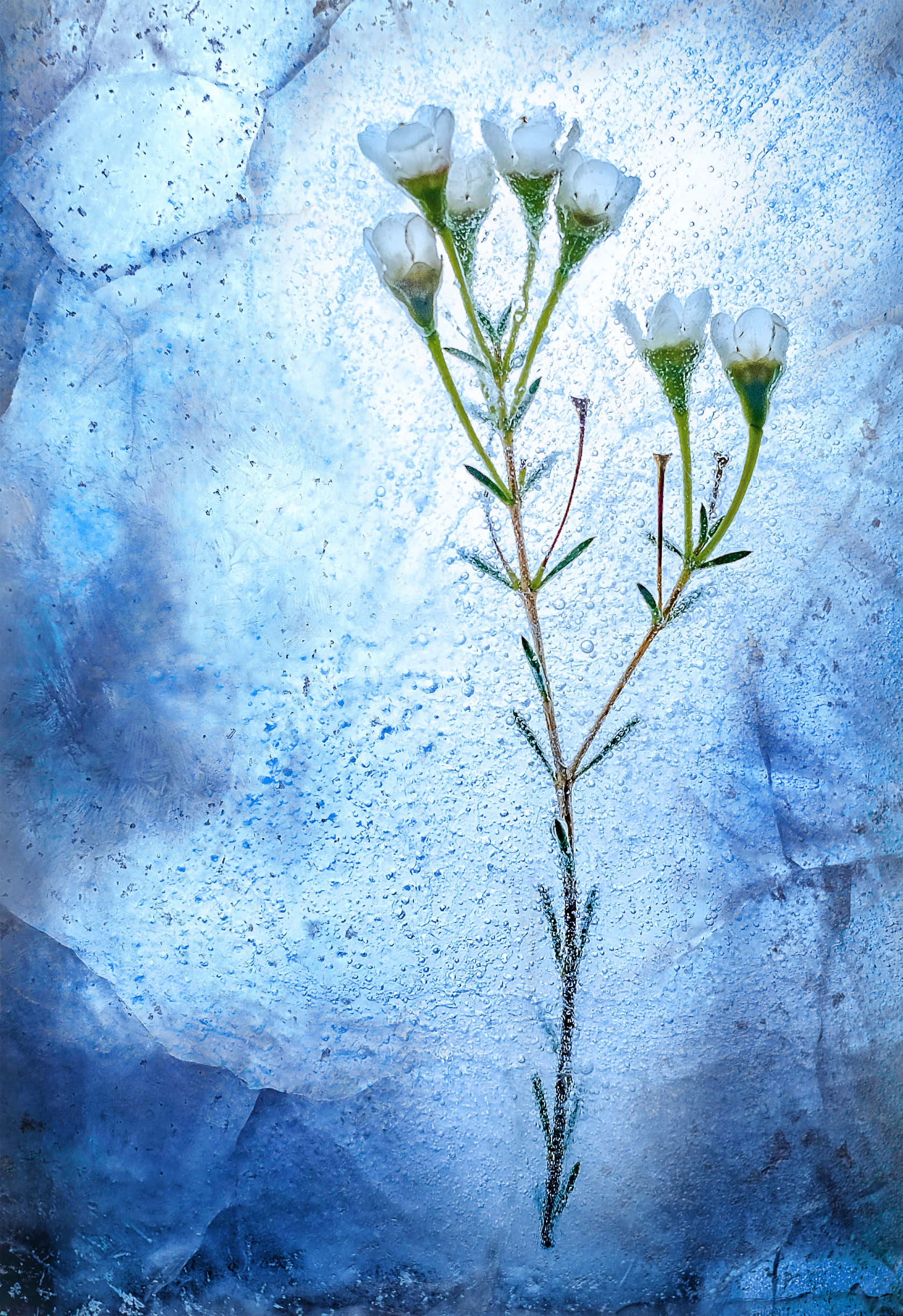 Winter Flowers, white flower stem, translucent blue ice, Full HD Phone Wallpaper