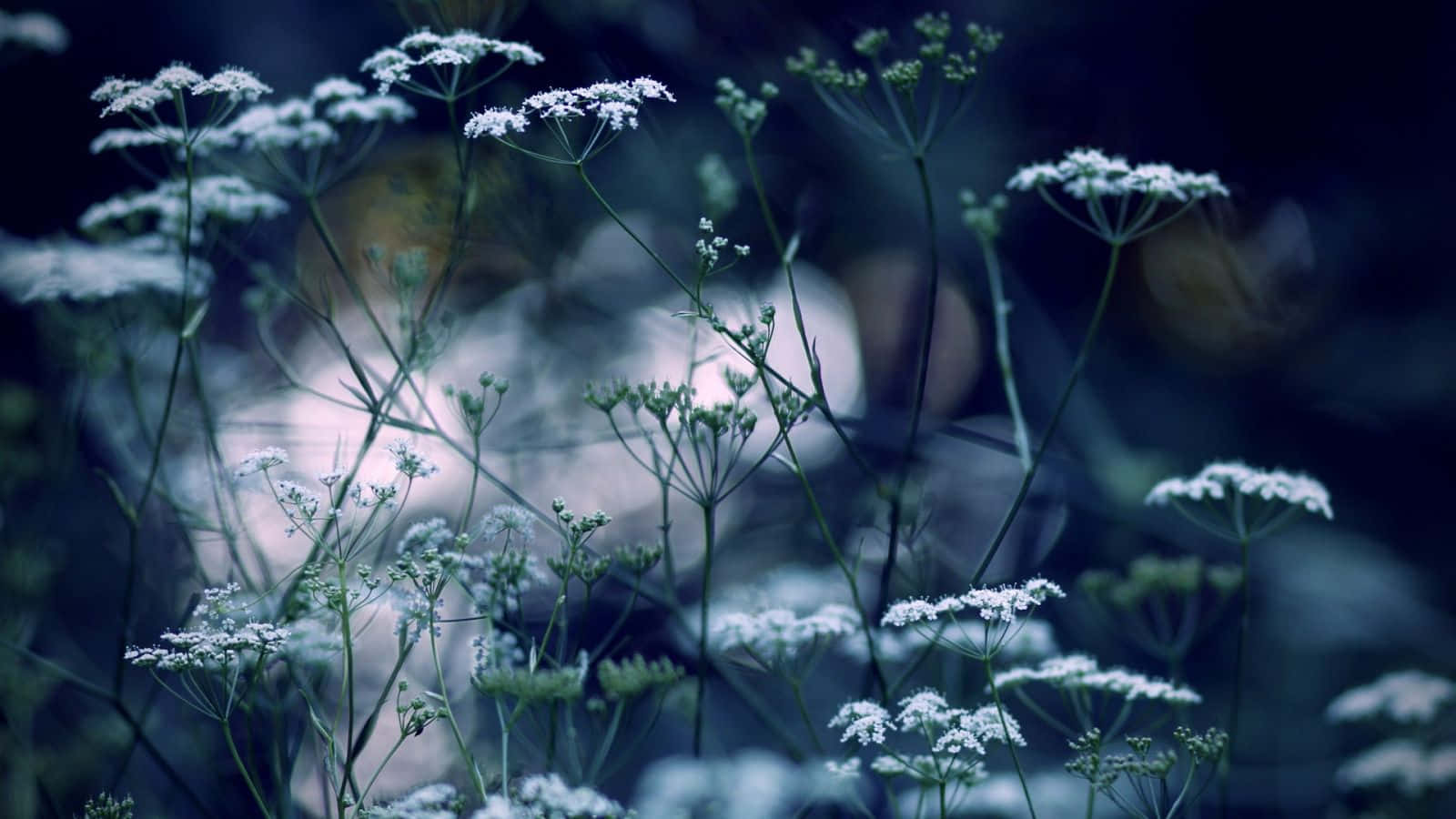 Winter Flowers, white wildflowers, cool blue twilight, HD Desktop Wallpaper