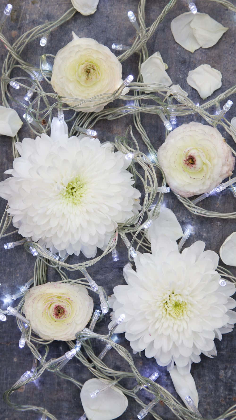 Winter Flowers, white chrysanthemums, ranunculus, HD Phone Wallpaper