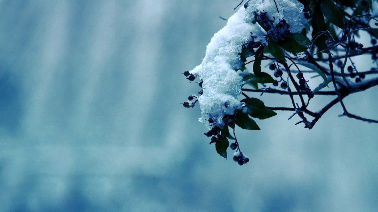 Winter Flowers, 1601 x 900, snow-laden branch, HD Desktop Wallpaper