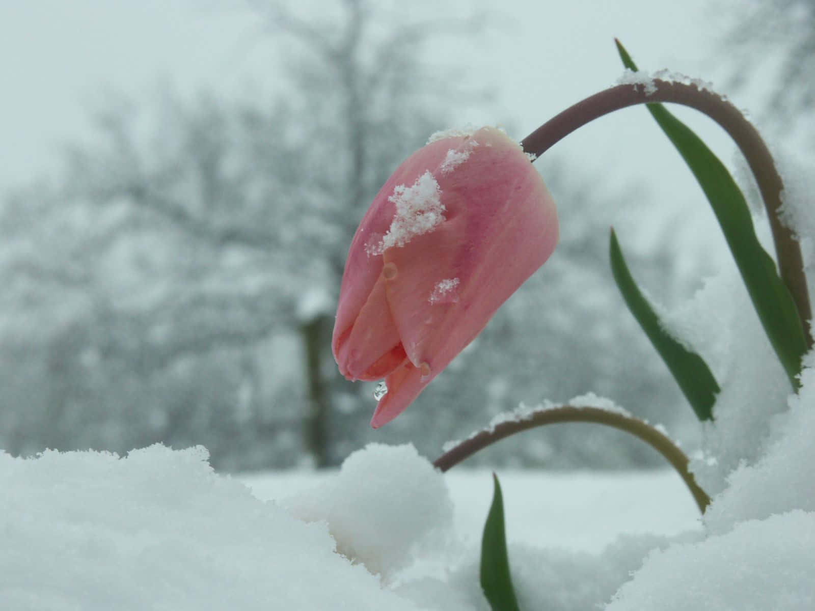 winter flowers, pink tulip bud, snow, HD Desktop Wallpaper