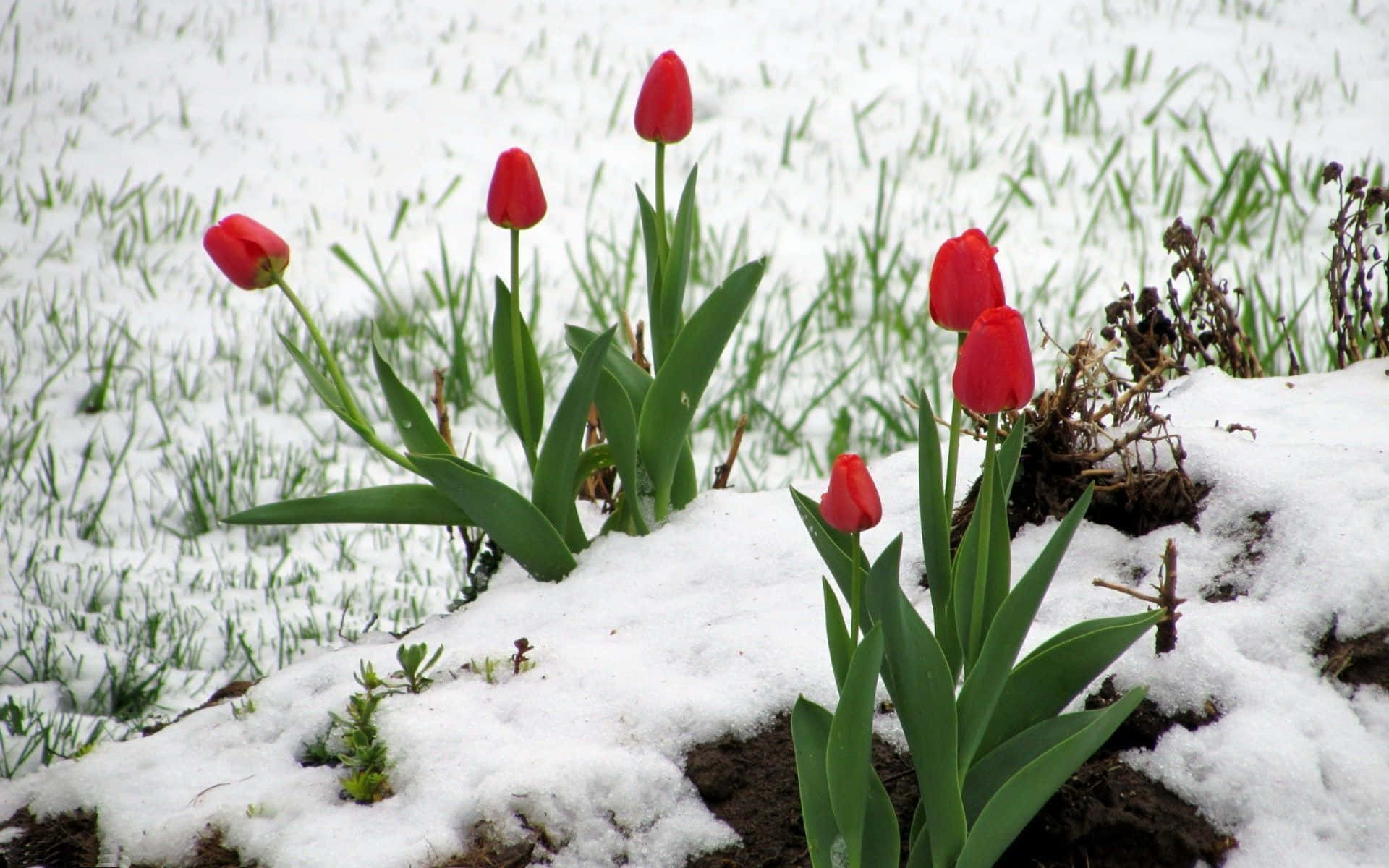Winter Flowers, red tulips, melting snow, Full HD Desktop Wallpaper