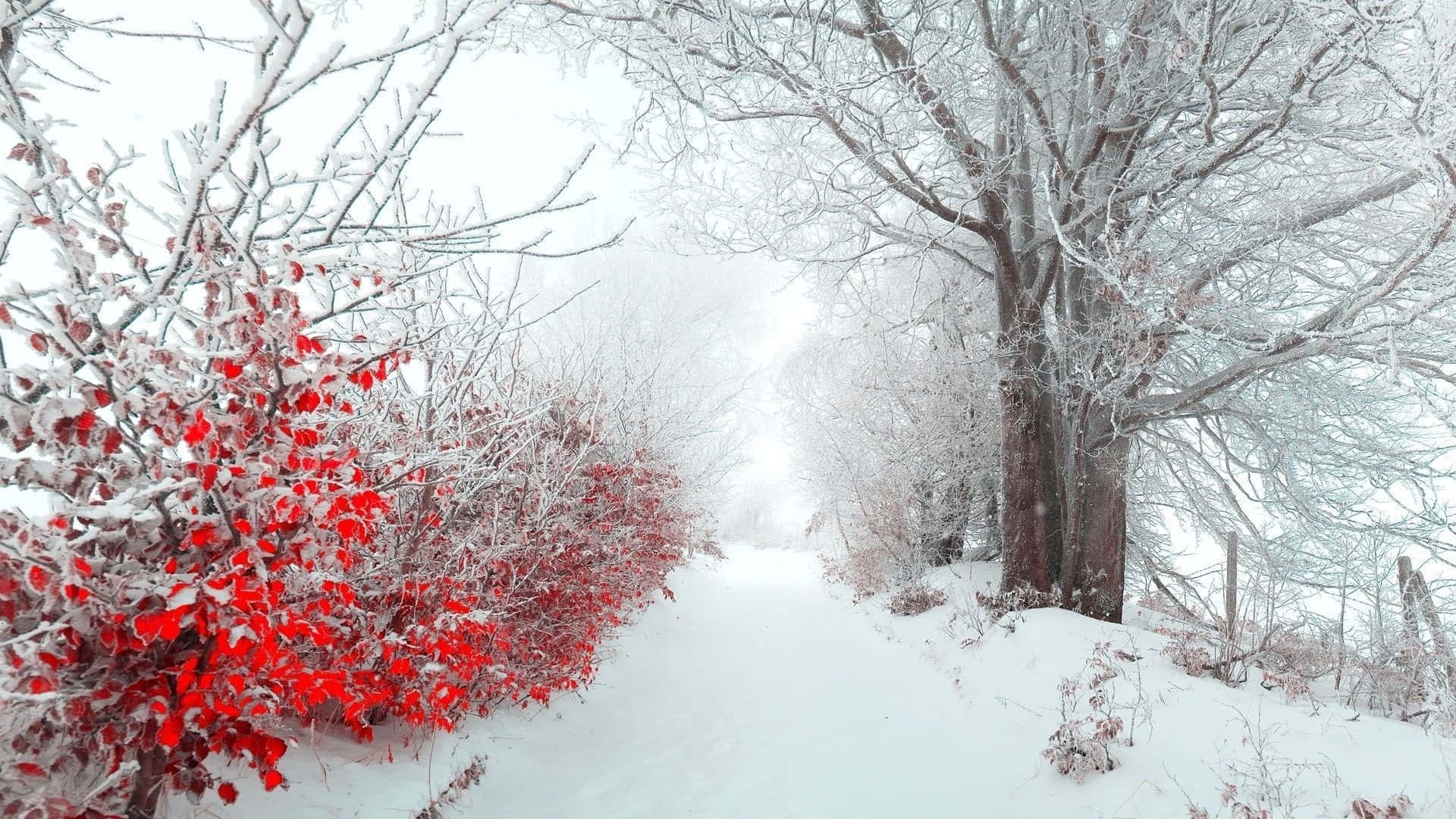 Winter Flowers, snowy forest path, frost-covered trees, Full HD Desktop Wallpaper