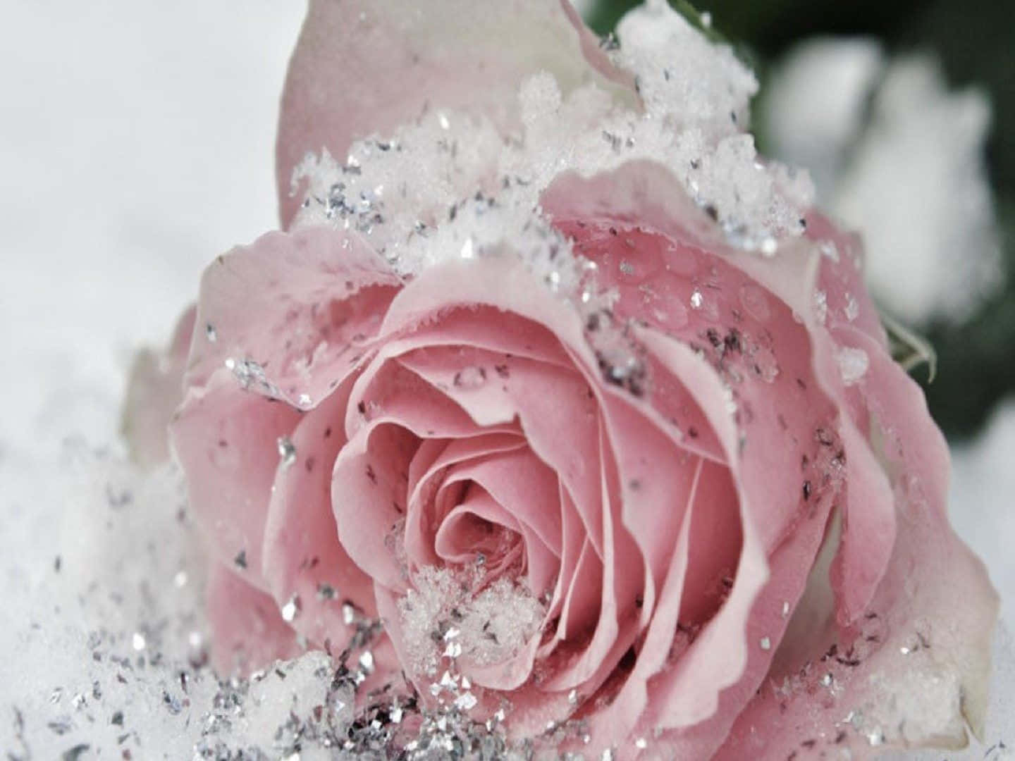 Winter Flowers, pink rose, sparkling snow, HD Desktop Wallpaper