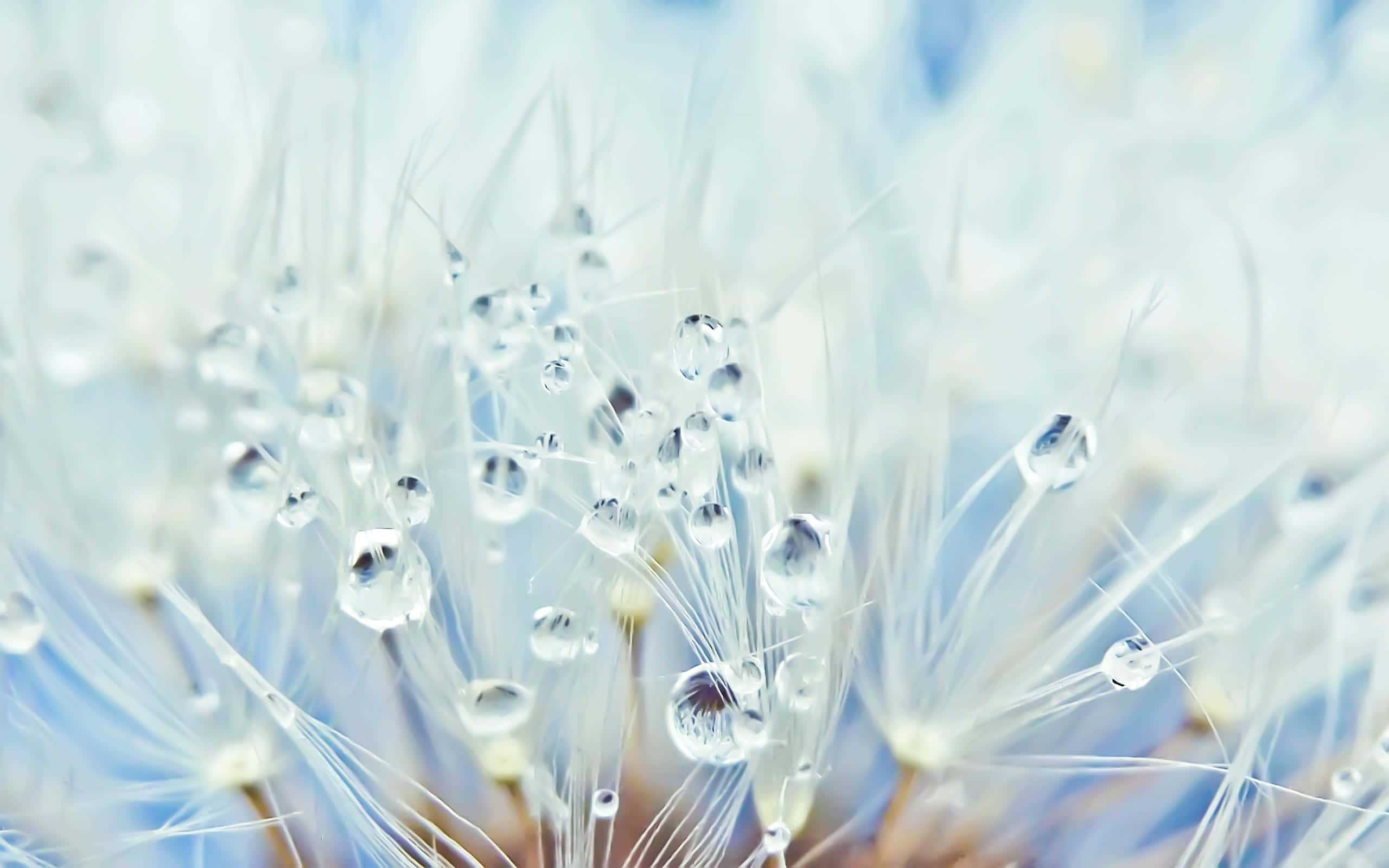 Winter Flowers, white dandelion fluff, glistening water droplets, 2K Desktop Wallpaper