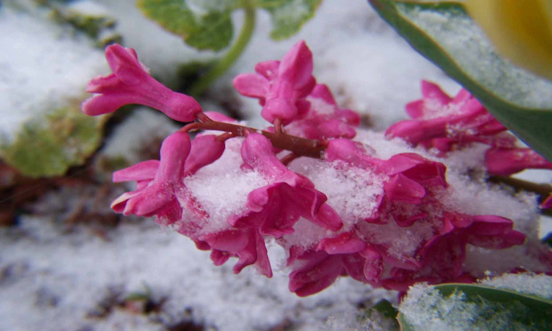 Winter Flowers, pink hyacinth, fresh snow, Full HD Desktop Wallpaper