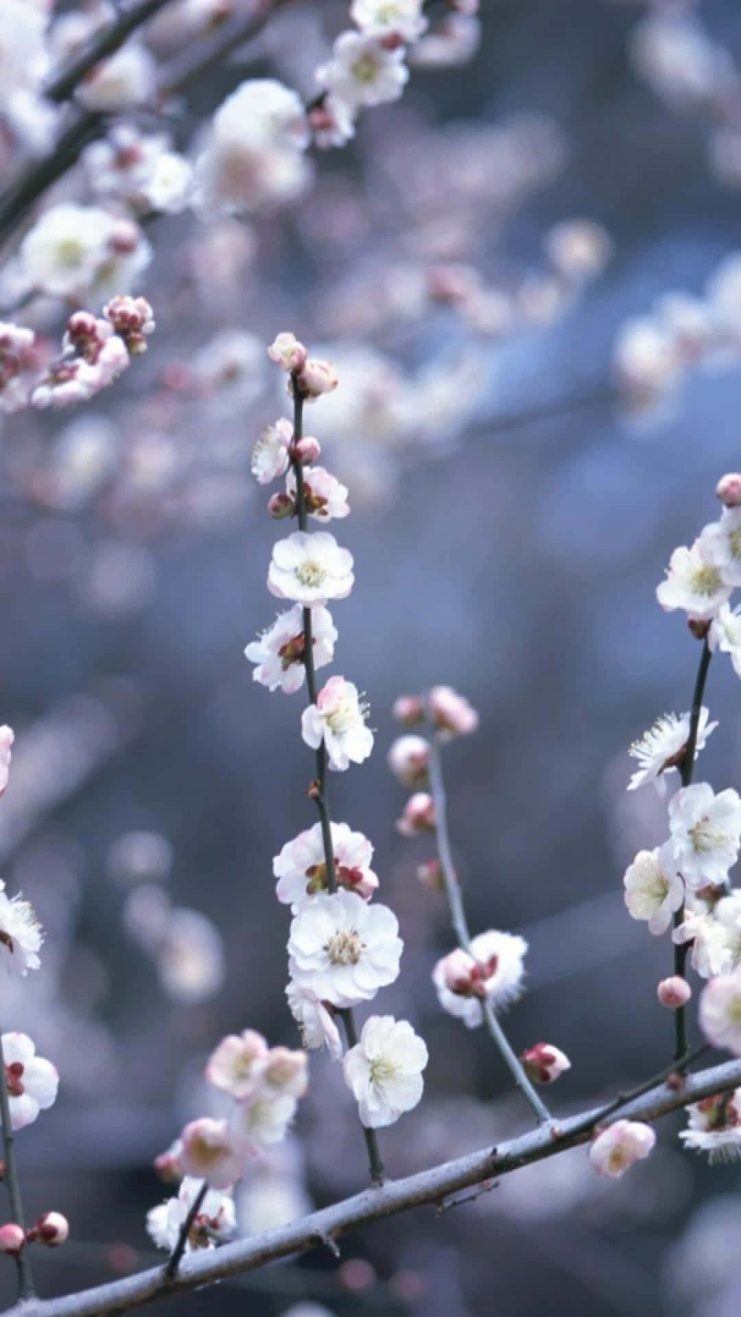 Winter Flowers, white plum blossoms, pink plum blossoms, Full HD Phone Wallpaper