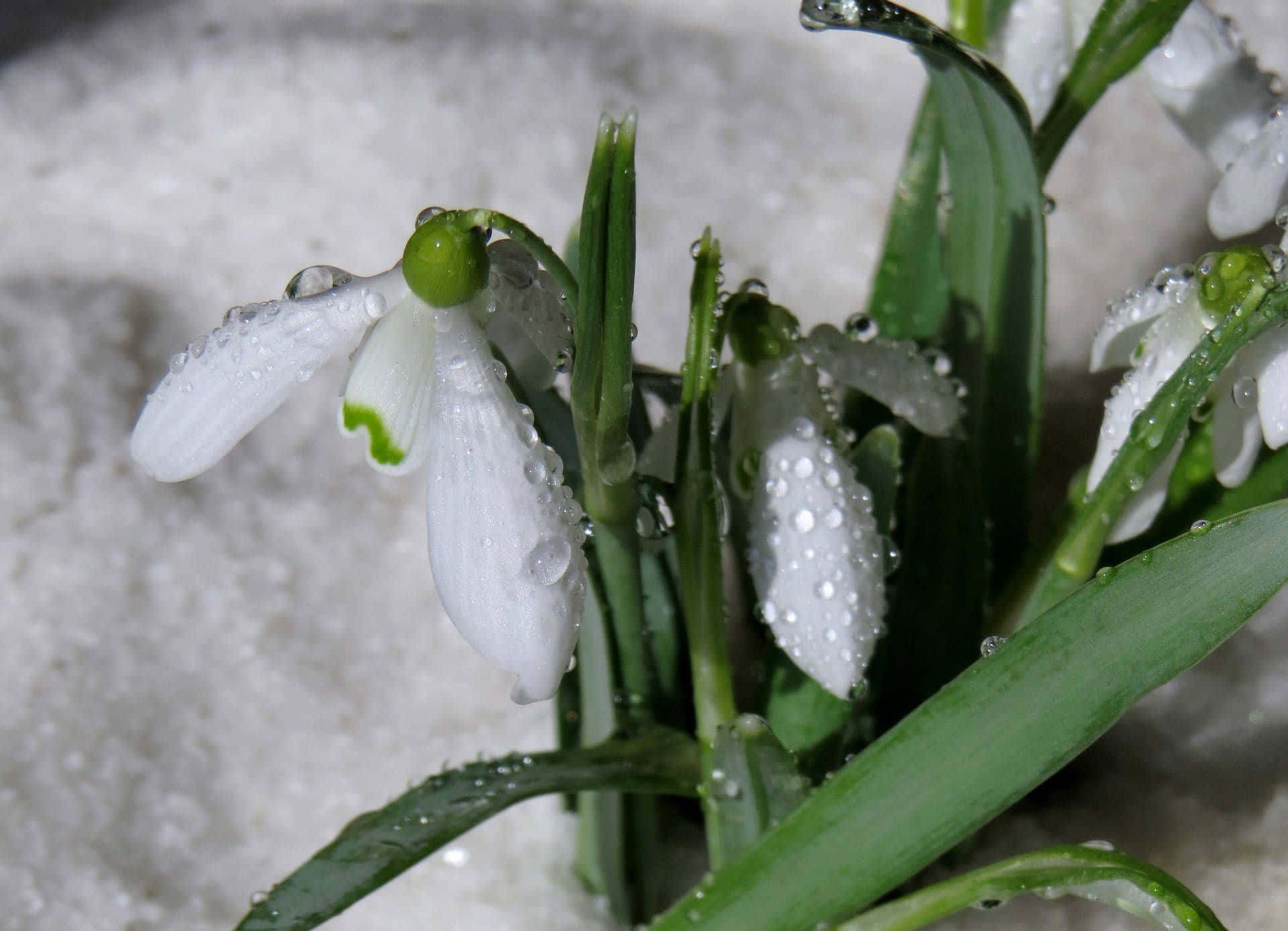 Winter Flowers, snowdrop flowers, white snowdrop flowers, Full HD Desktop Wallpaper
