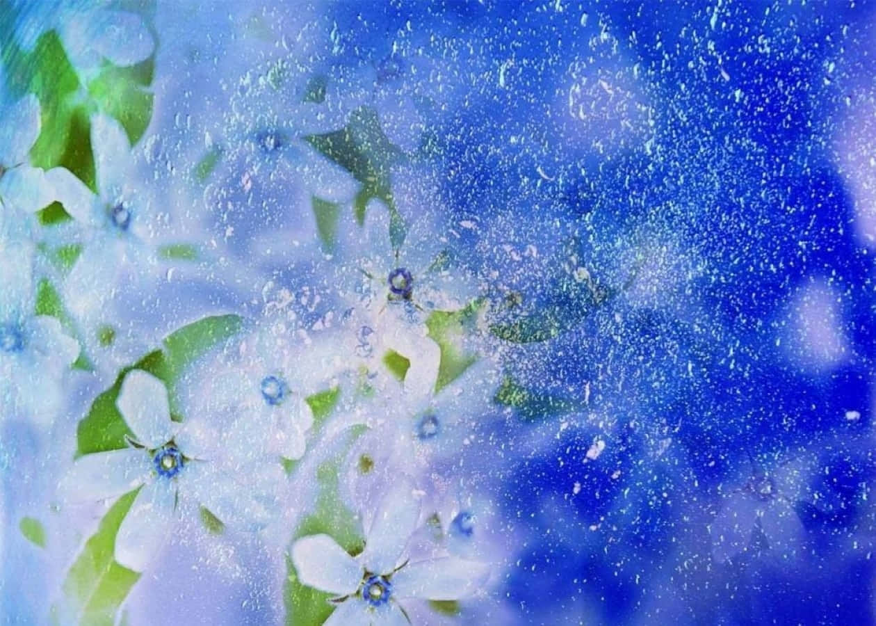 Winter Flowers, white flowers, blue centers, SD Desktop Wallpaper