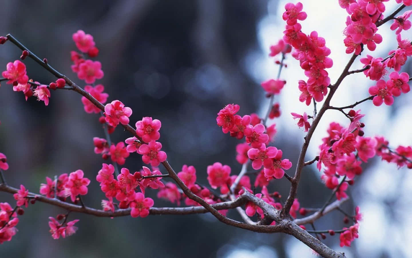 Winter Flowers, pink cherry blossoms, snowy garden, HD Desktop Wallpaper