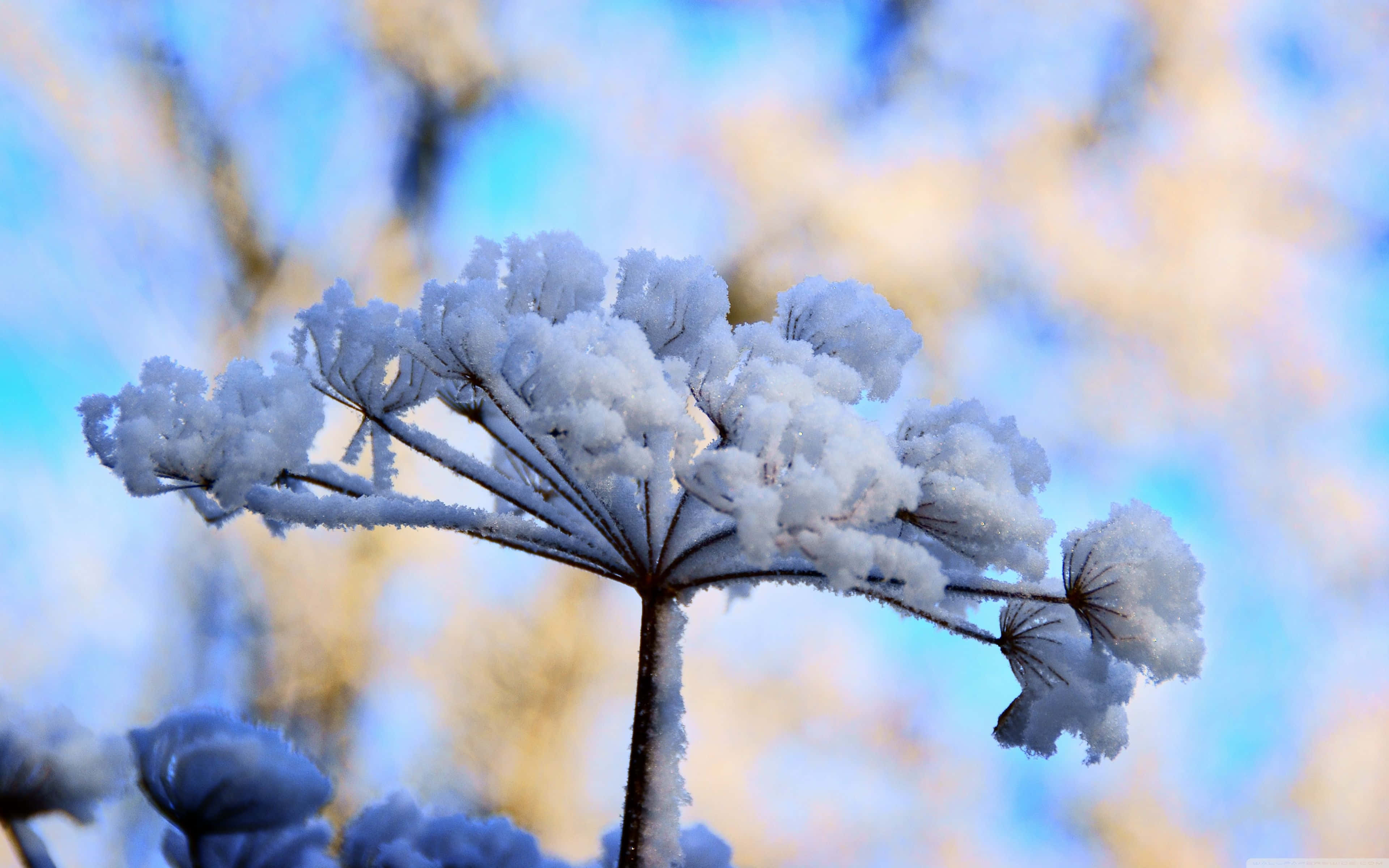 Winter Flowers, frost-covered plant branch, soft blue and gold blurred sky, 4K Desktop Wallpaper
