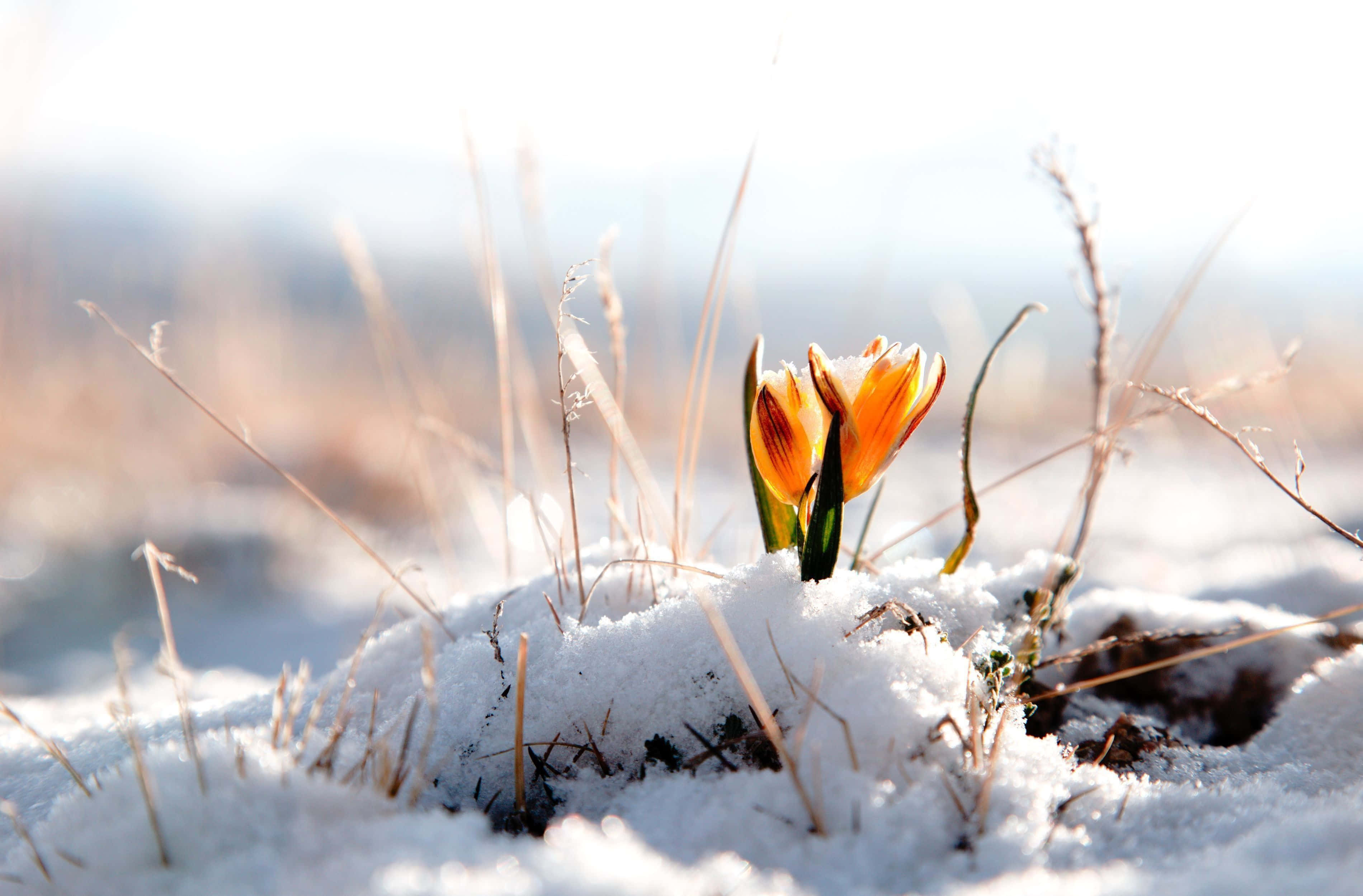 Winter Flowers, orange crocus, fresh snow, 2K Desktop Wallpaper