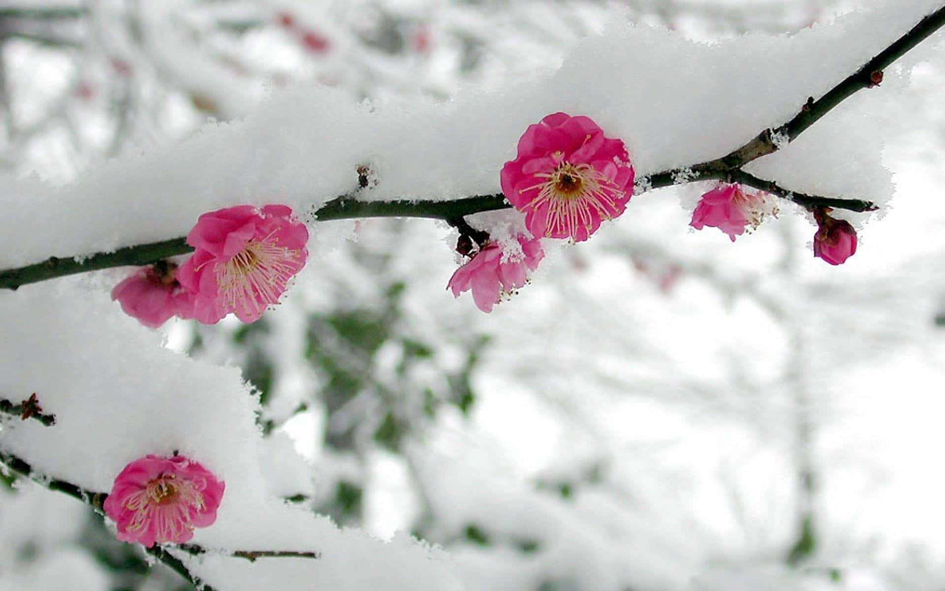 Winter Flowers, pink plum blossoms, snow-laden branches, Full HD Desktop Wallpaper