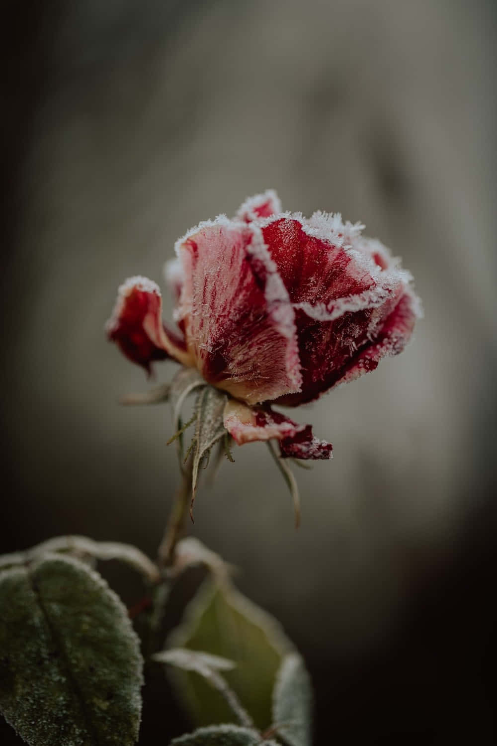 Winter Flowers, red rosebud, frost, HD Phone Wallpaper