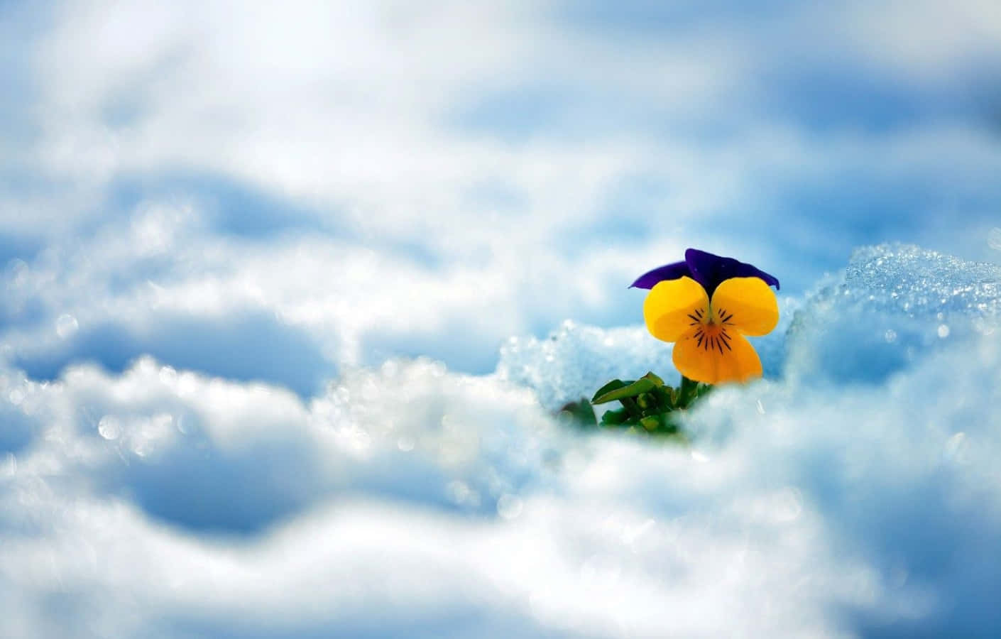 Winter Flowers, yellow, purple, HD Desktop Wallpaper