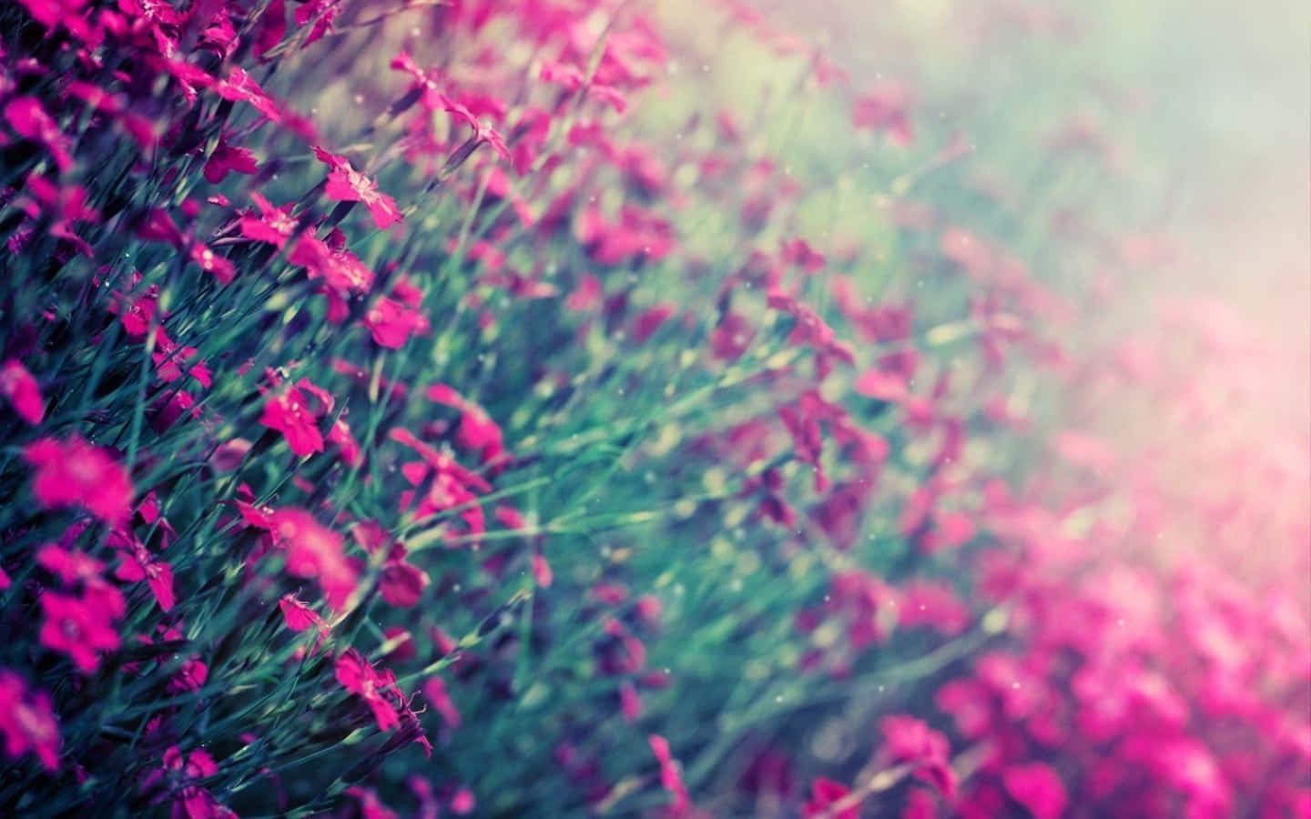 Winter Flowers, pink flowers, snow, HD Desktop Wallpaper