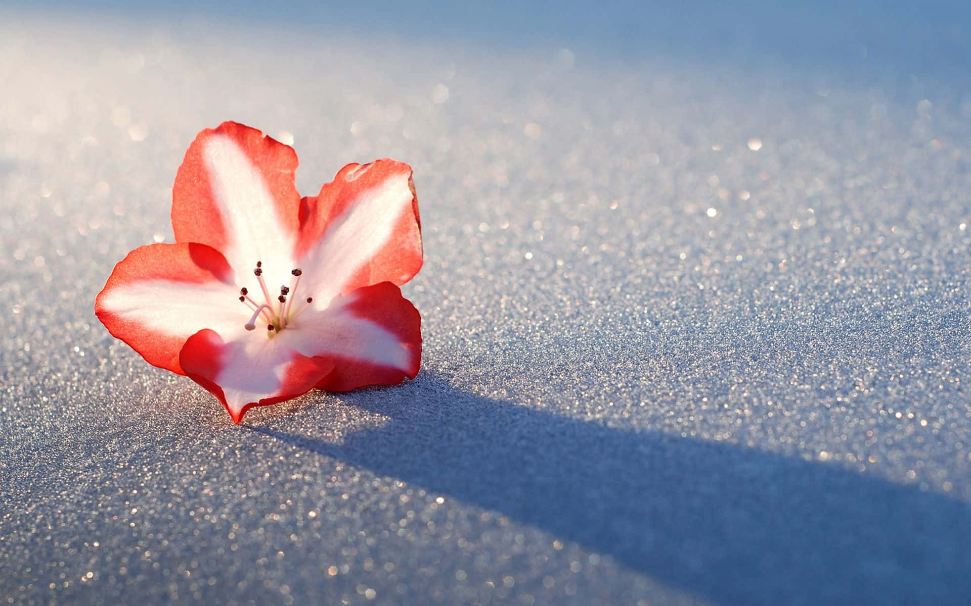 Winter Flowers, red and white flower, sparkling blue sand, Full HD Desktop Wallpaper