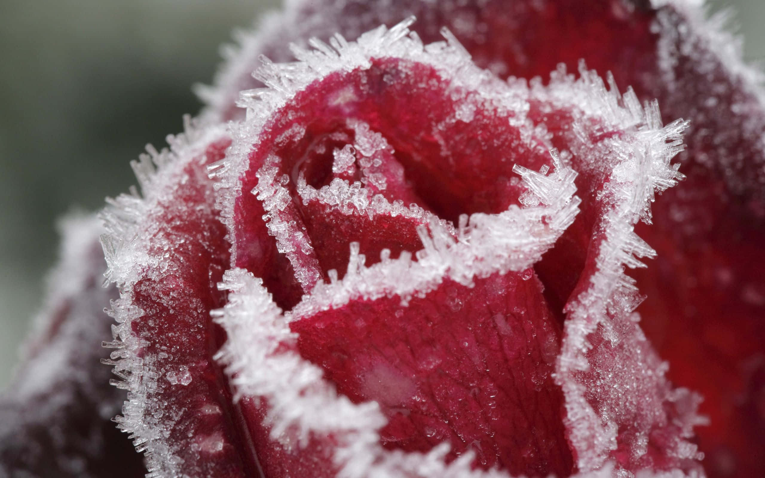 Winter Flowers, deep red rose petal, intricate white frost crystals, 2K Desktop Wallpaper