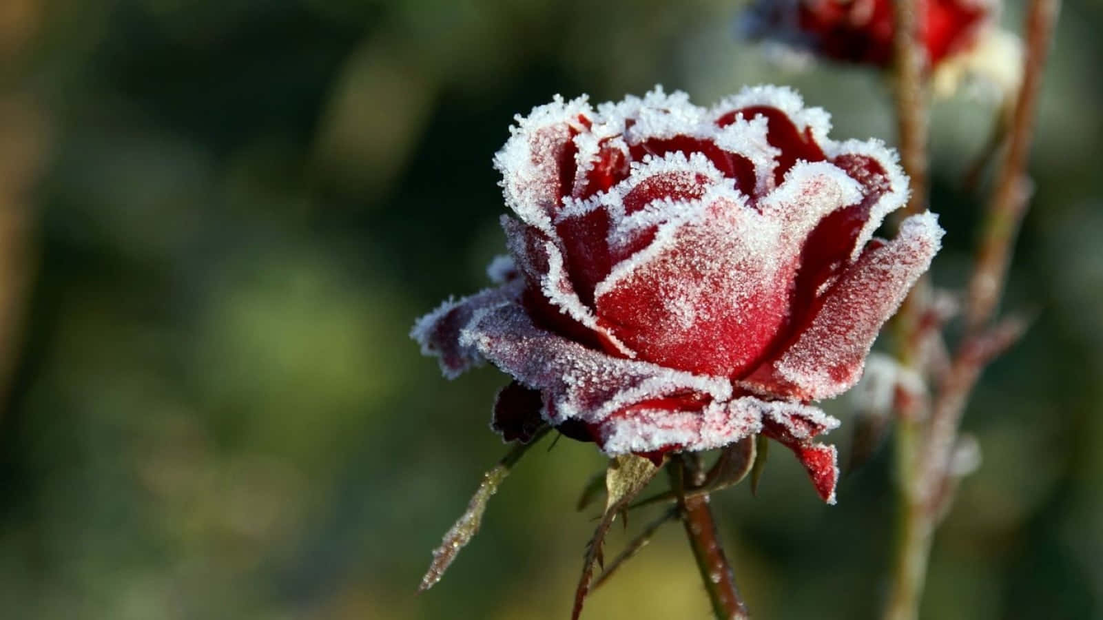 Winter Flowers, red rose, frost, HD Desktop Wallpaper