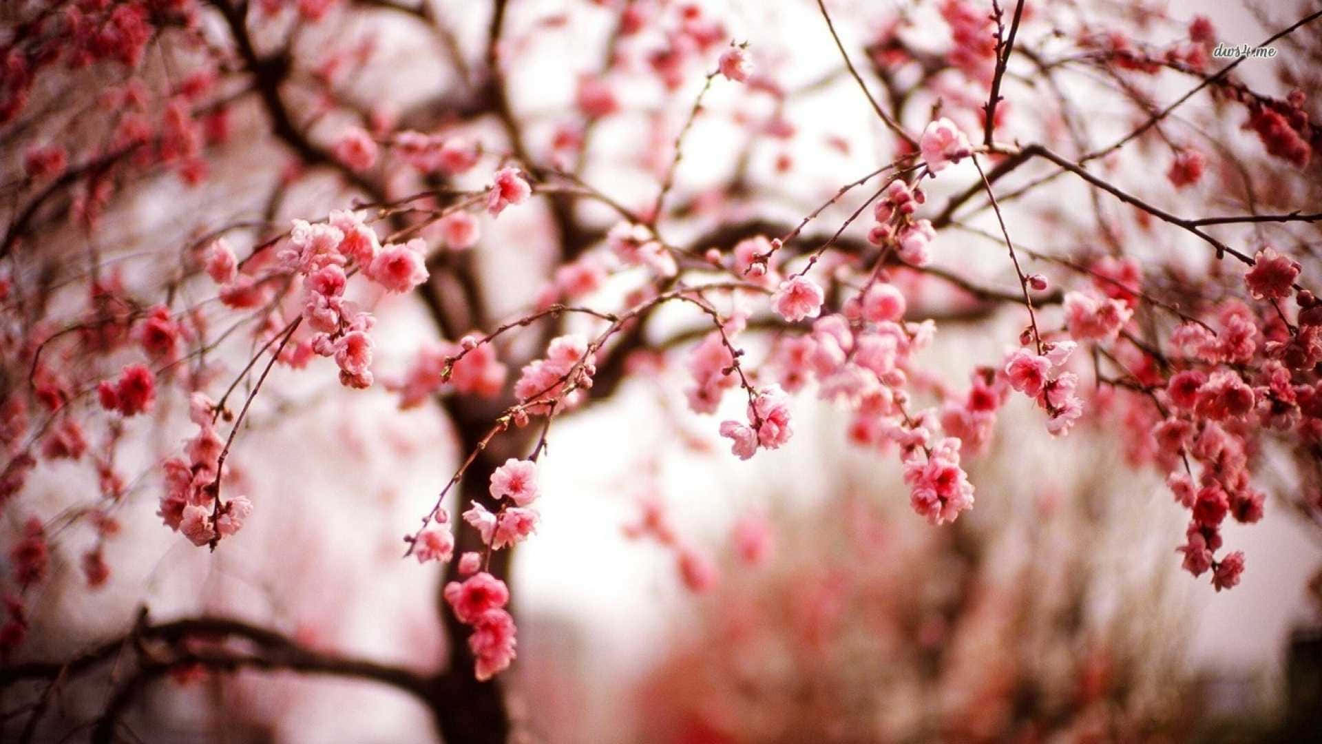 Winter Flowers, pink cherry blossoms, frosty landscape, Full HD Desktop Wallpaper