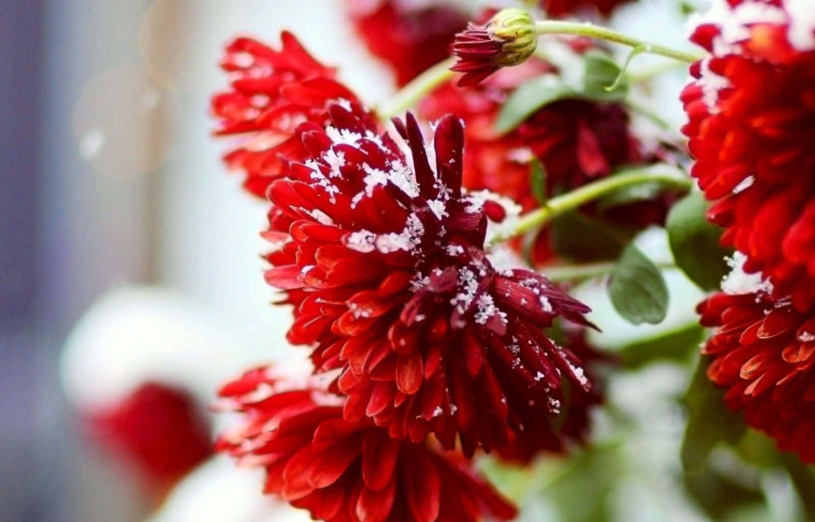 winter flowers, vibrant red chrysanthemums, fresh snow, HD Desktop Wallpaper