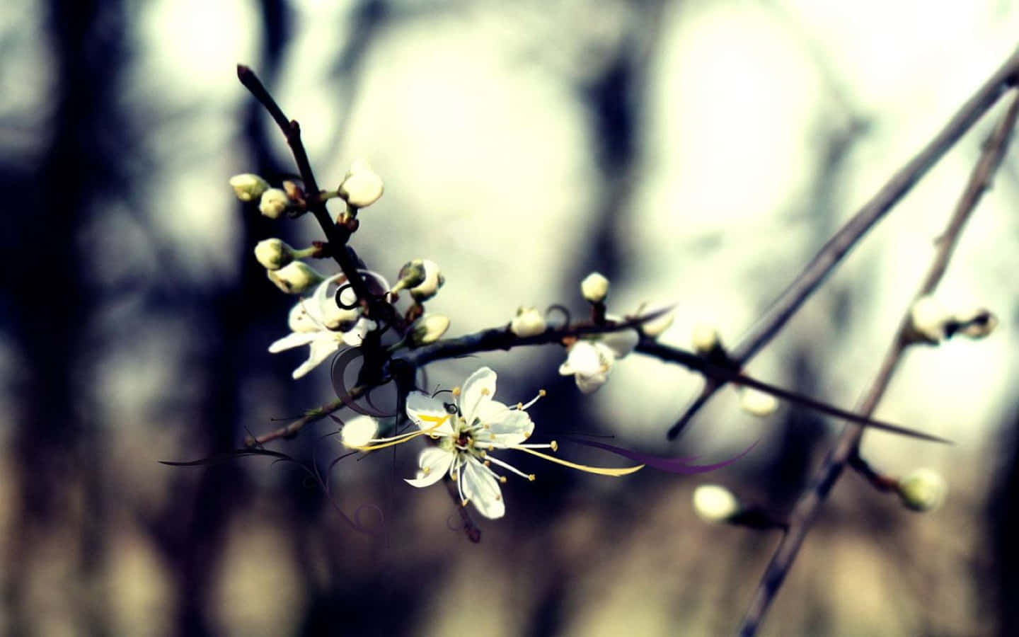 Winter Flowers, white blossoms, buds, HD Desktop Wallpaper