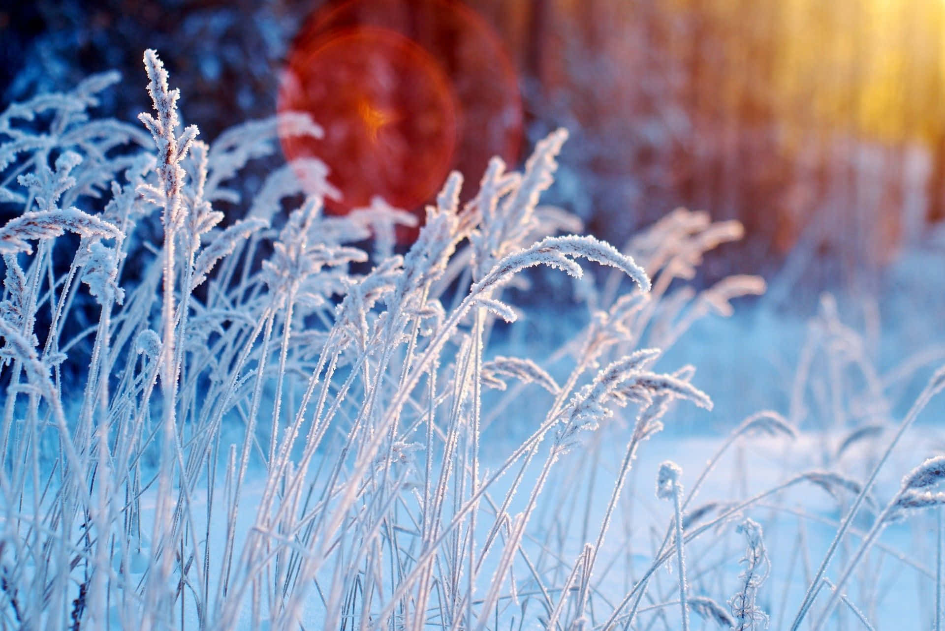 Winter Flowers, frost-covered grass blades, soft winter light, Full HD Desktop Wallpaper